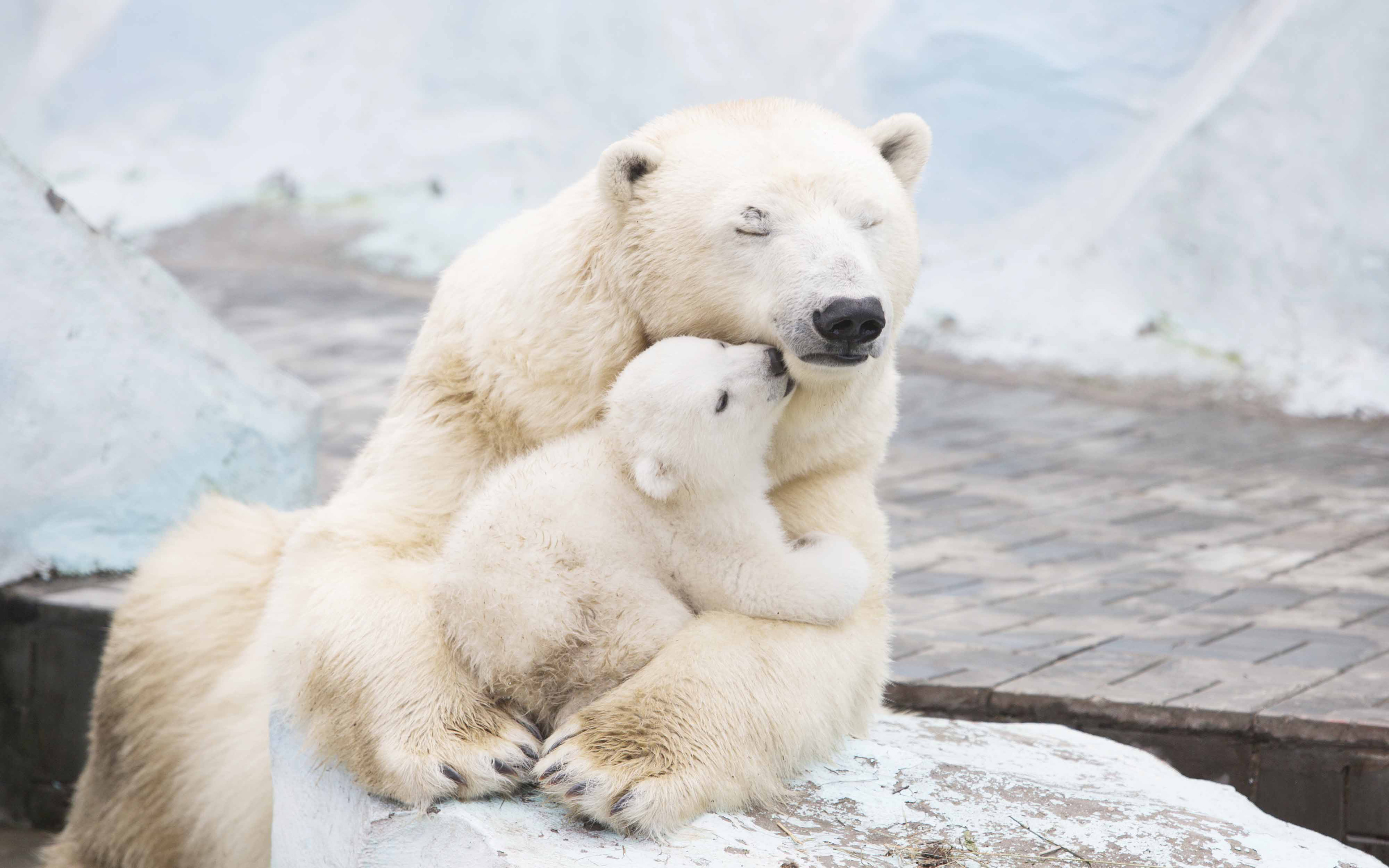 Download mobile wallpaper Bears, Love, Bear, Animal, Cute, Polar Bear, Cub for free.
