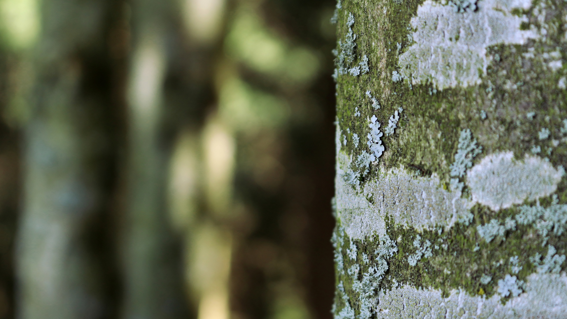 Baixar papel de parede para celular de Madeira, Árvore, Fotografia, Terra/natureza, Visto De Perto gratuito.