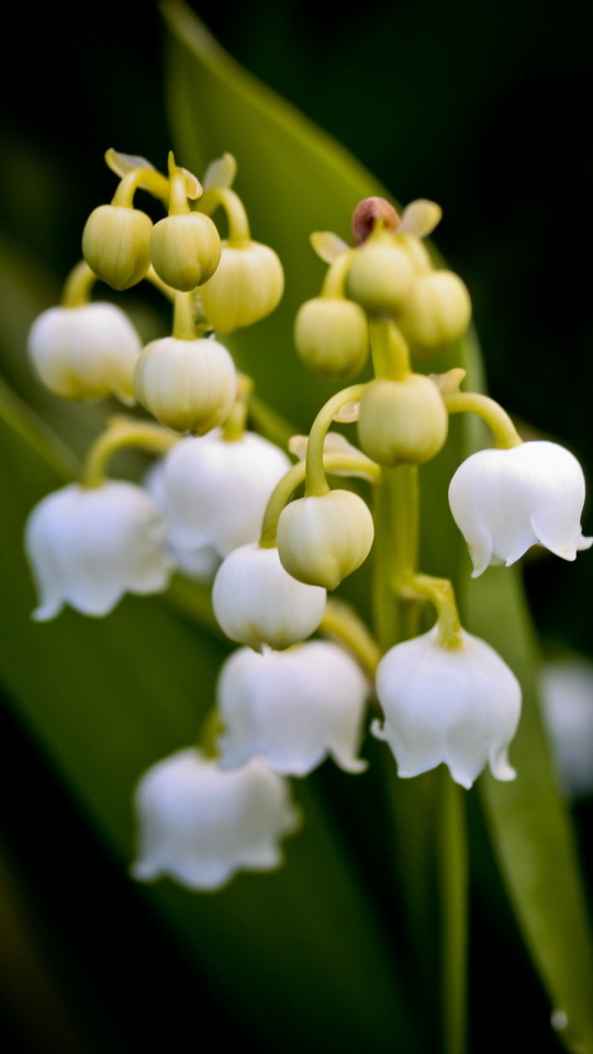 Descarga gratuita de fondo de pantalla para móvil de Flores, Flor, Tierra/naturaleza.