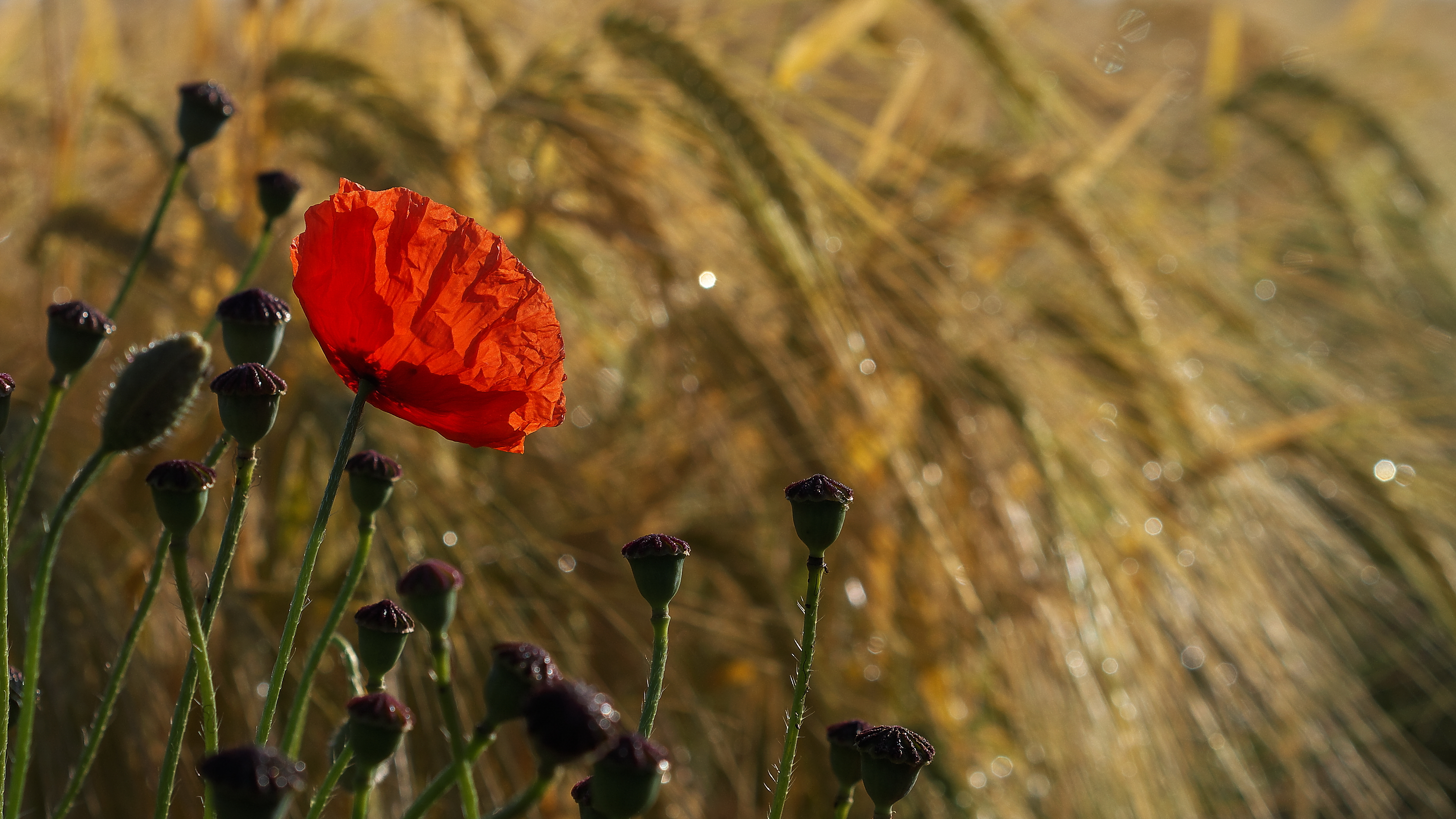 Free download wallpaper Nature, Flowers, Summer, Wheat, Flower, Earth, Poppy, Red Flower on your PC desktop