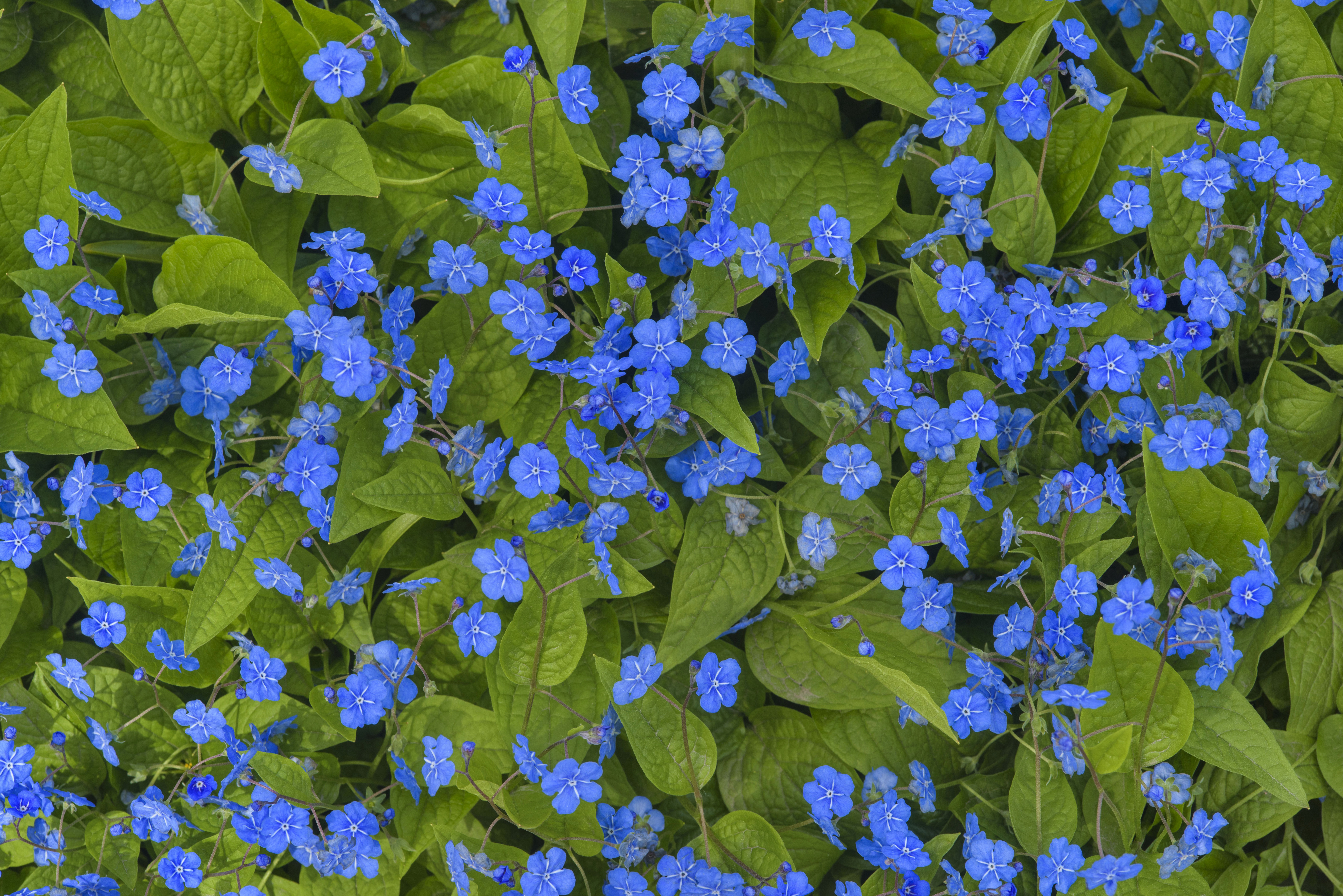 Descarga gratuita de fondo de pantalla para móvil de Naturaleza, Flores, Flor, Tierra/naturaleza, Flor Azul.