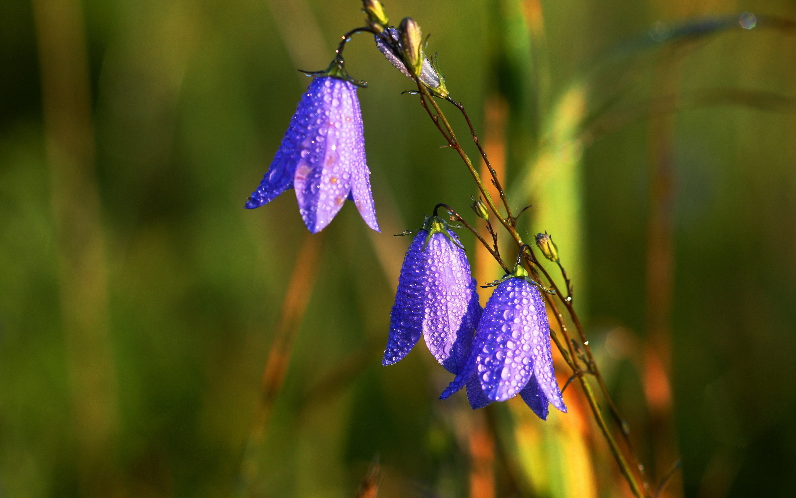 Free download wallpaper Flowers, Flower, Earth on your PC desktop