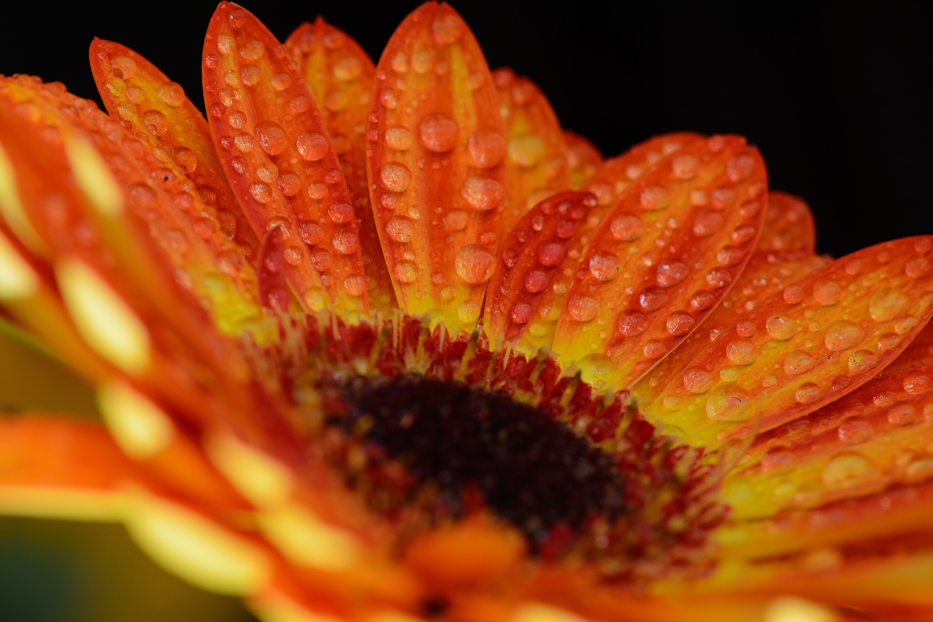 Laden Sie das Blumen, Gerbera, Blume, Makro, Wassertropfen, Erde/natur, Orangene Blume-Bild kostenlos auf Ihren PC-Desktop herunter