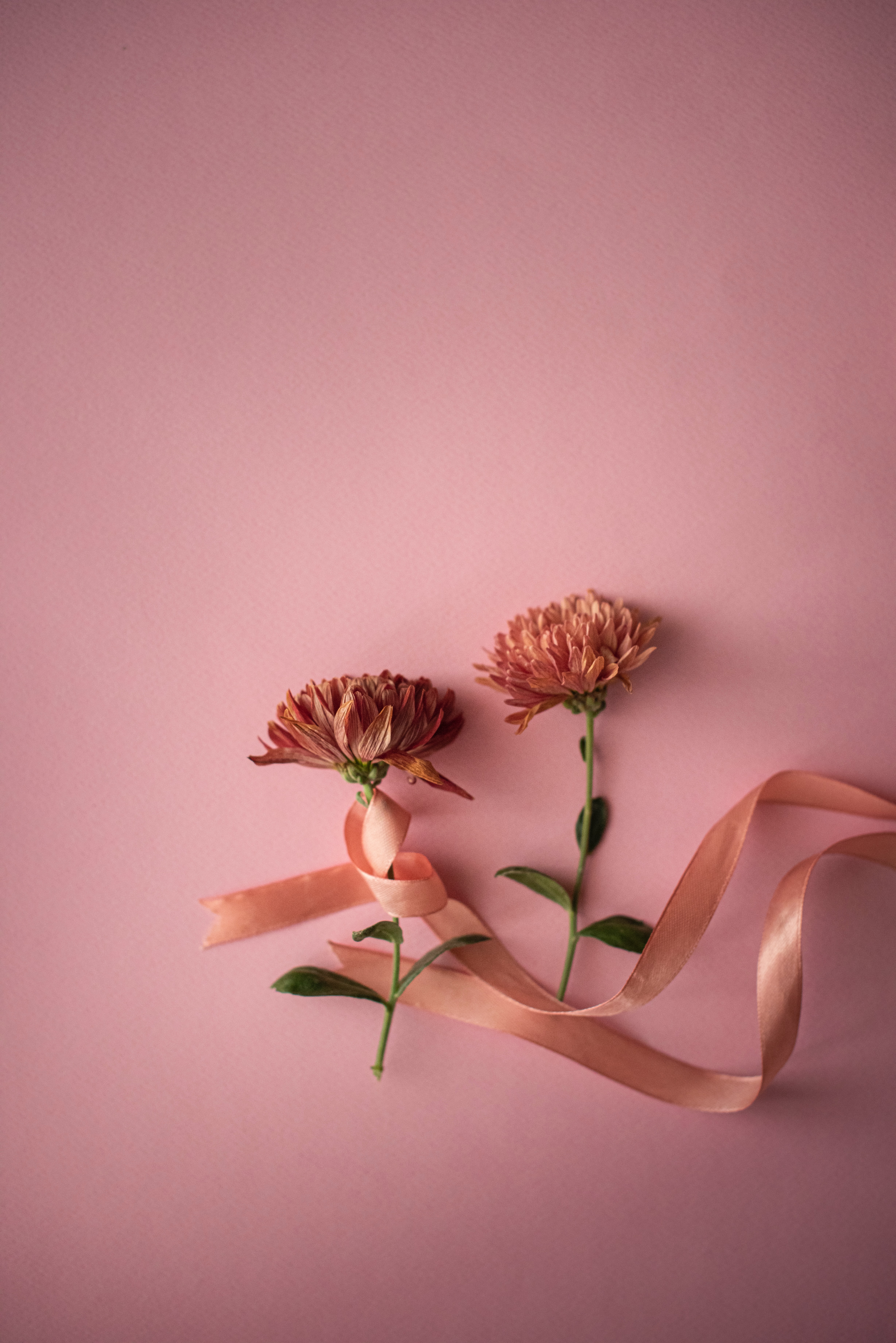 pink, flowers, tape HD wallpaper