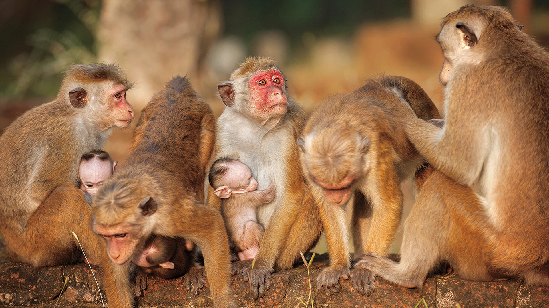 Free download wallpaper Monkey, Movie, Baby Animal, Monkey Kingdom on your PC desktop