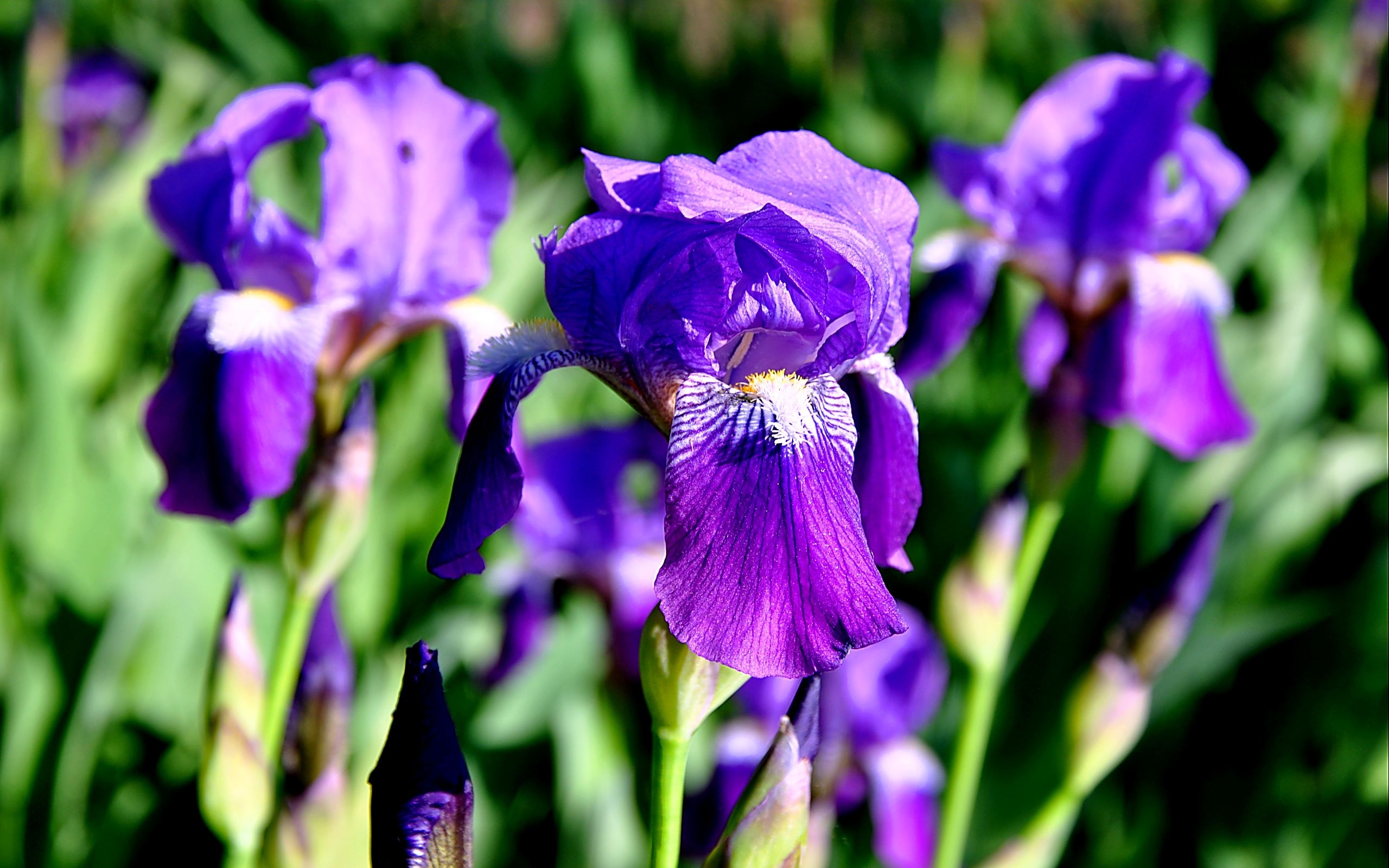 Free download wallpaper Plants, Flowers, Iris on your PC desktop