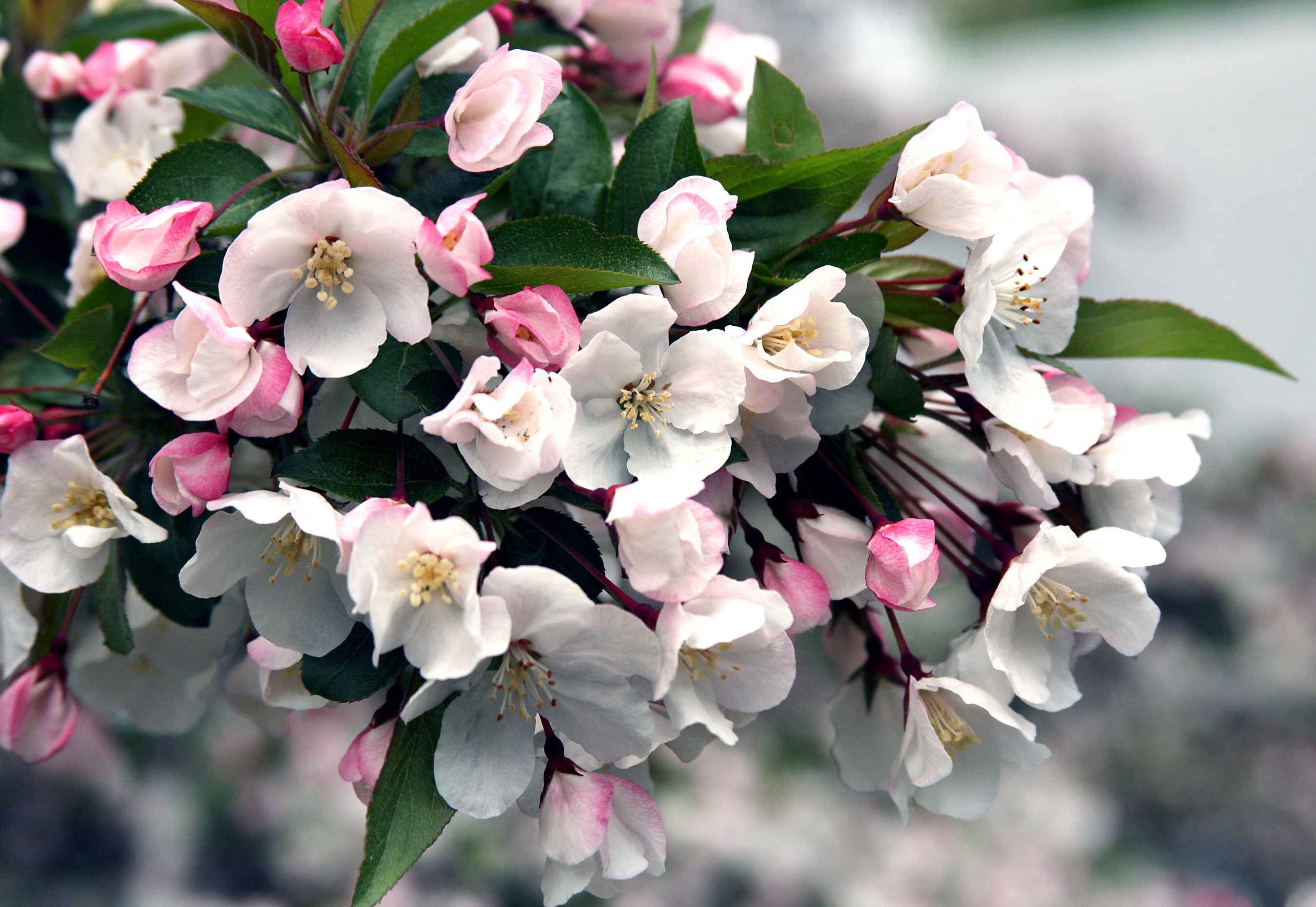 Free download wallpaper Flowers, Earth, Blossom on your PC desktop