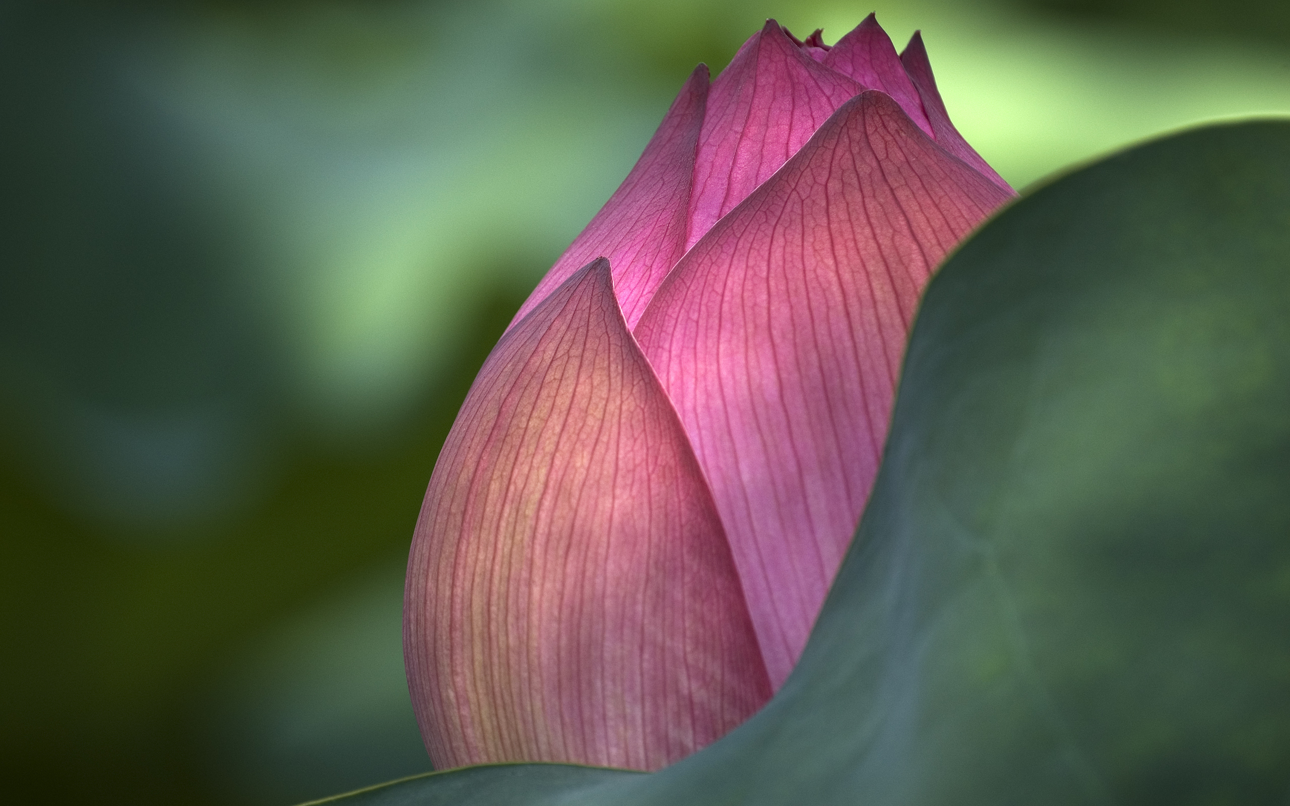 Download mobile wallpaper Lotus, Flowers, Earth for free.