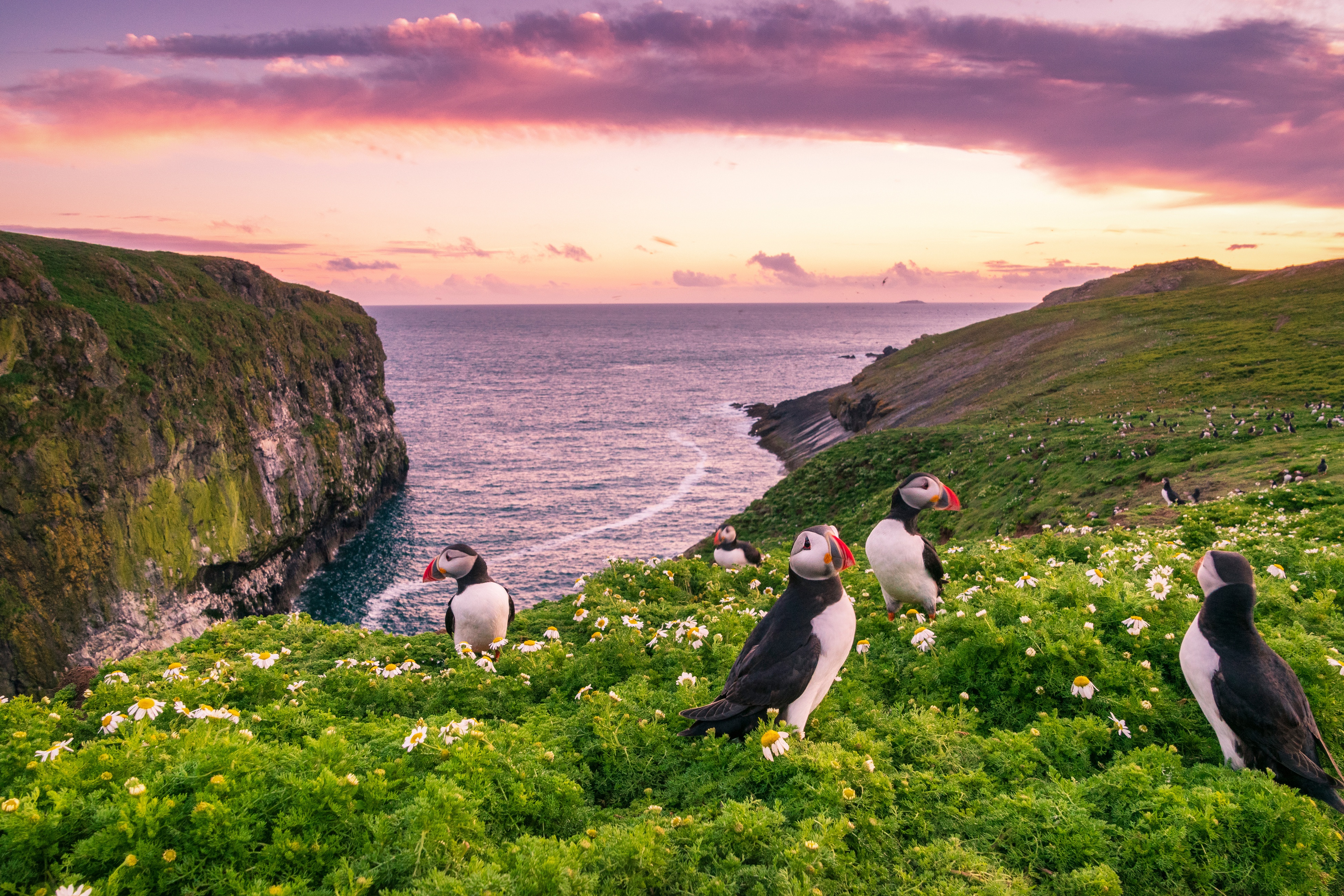 PCデスクトップに動物, 鳥, 地平線, 海岸, イングランド, パフィン画像を無料でダウンロード