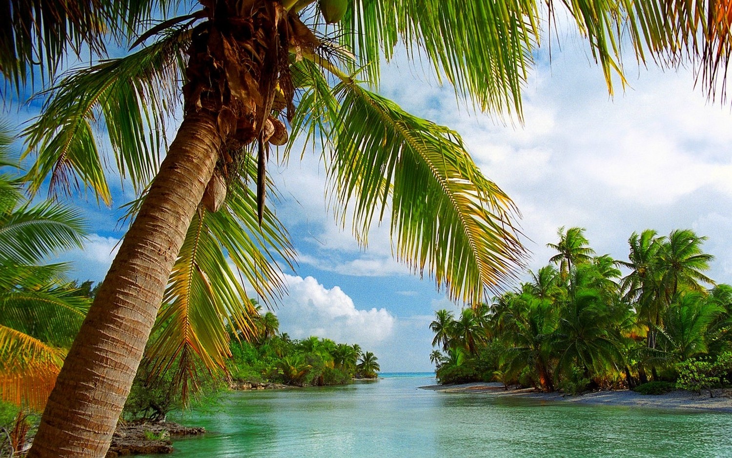 Download mobile wallpaper Nature, Ocean, Earth, Island, Tropical, Palm Tree for free.