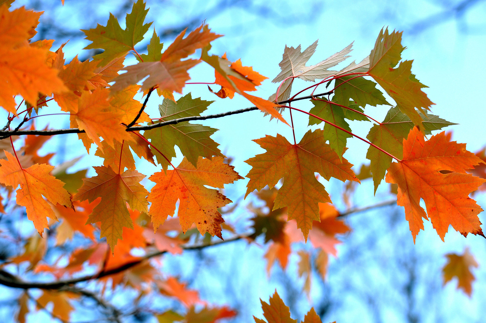 nature, branches, leaves, maple