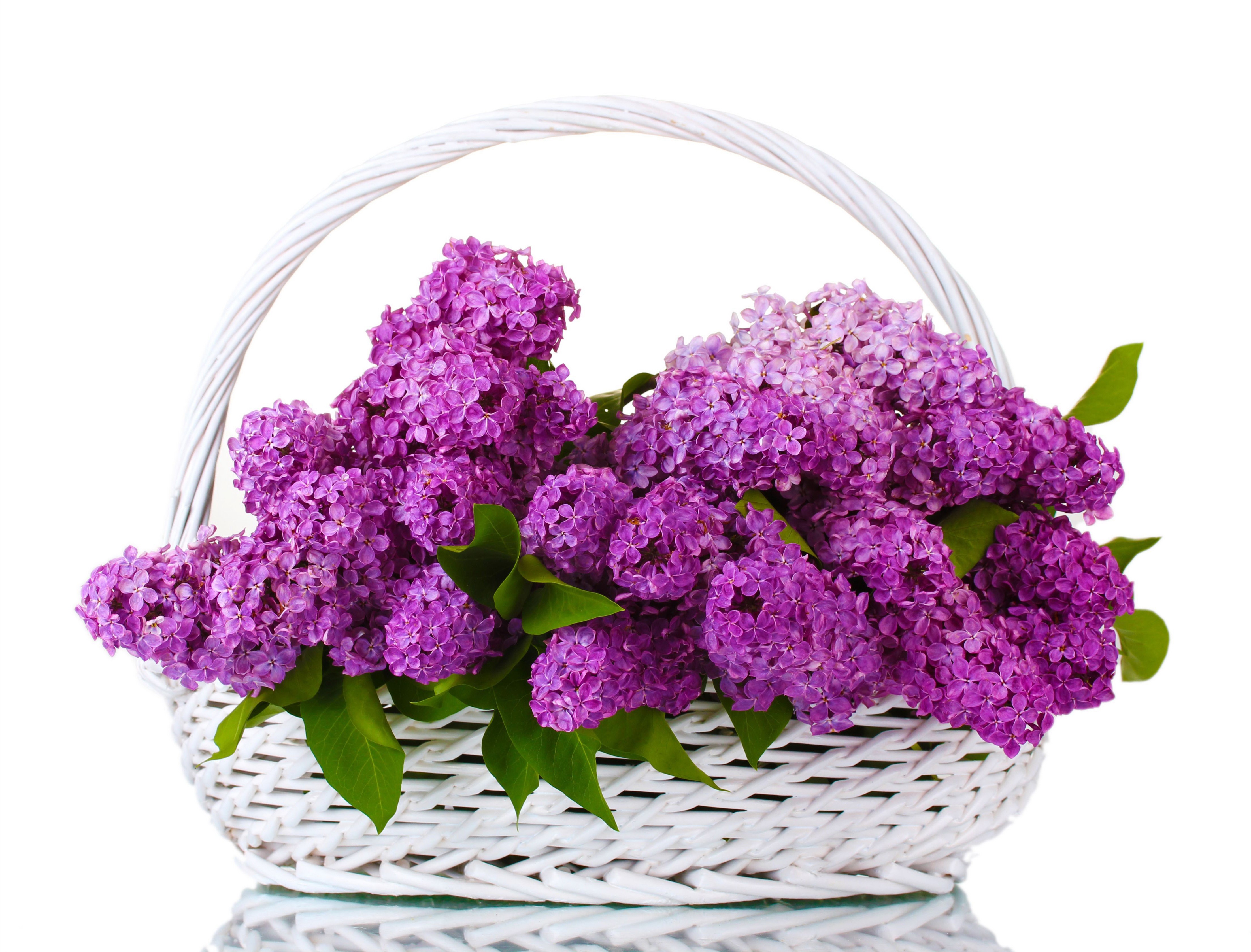 PCデスクトップにライラック, 花, バスケット, マンメイド, 紫色の花画像を無料でダウンロード