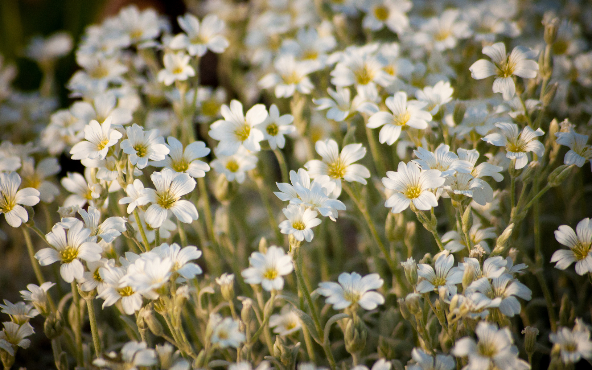 Descarga gratuita de fondo de pantalla para móvil de Flores, Flor, Tierra/naturaleza.