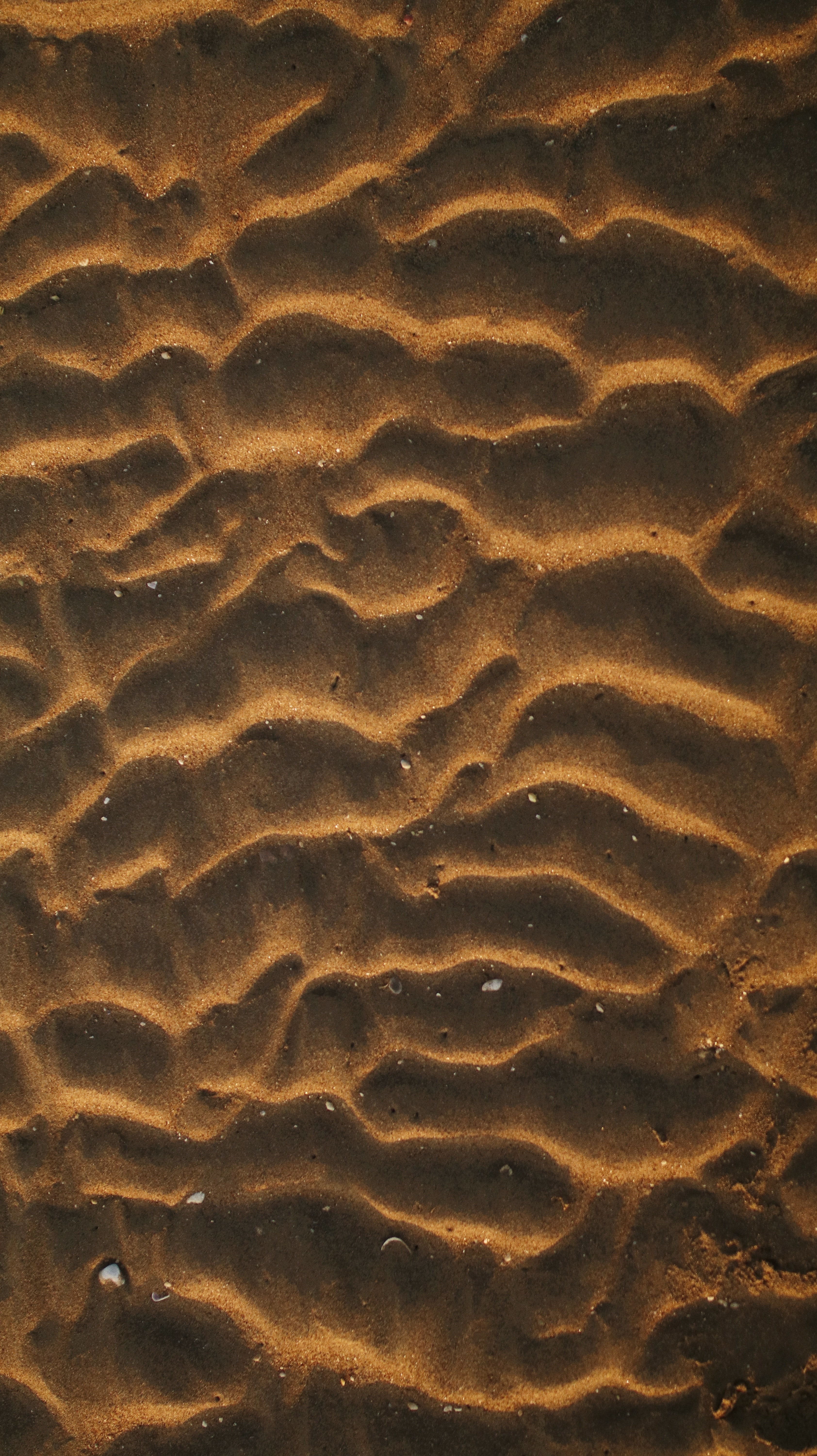 sand, desert, shells, macro, wavy