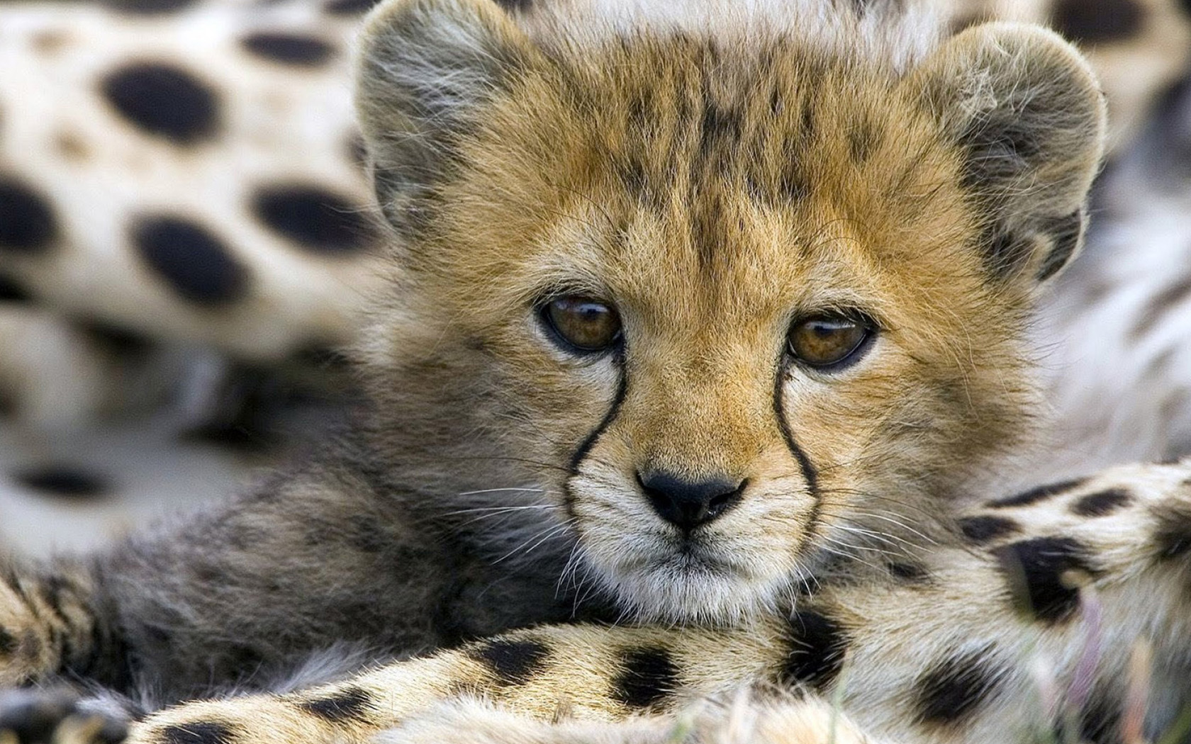 Laden Sie das Tiere, Katzen, Gepard, Gesicht, Tierbaby, Jungtier-Bild kostenlos auf Ihren PC-Desktop herunter