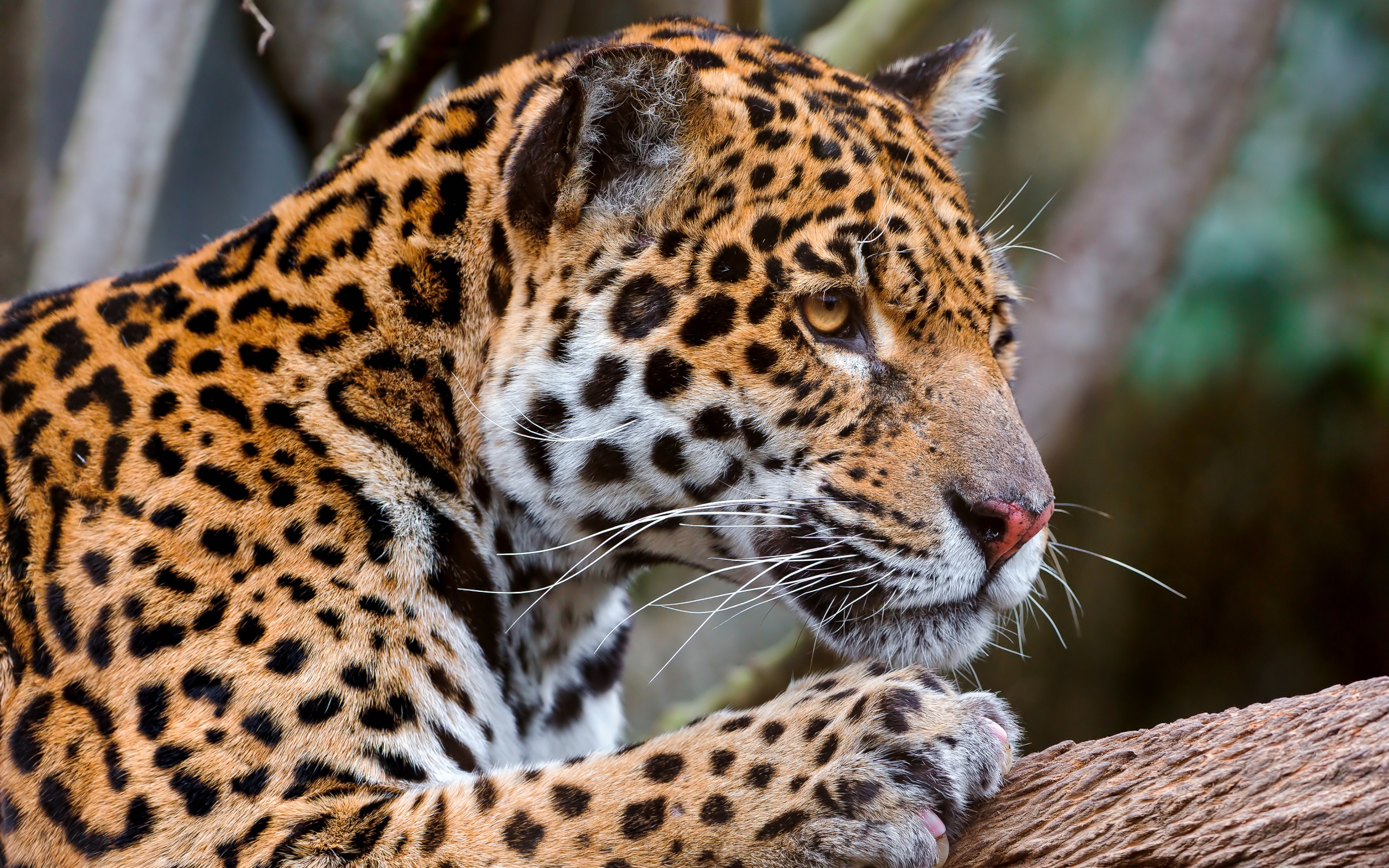 Free download wallpaper Muzzle, Predator, Animals, Jaguar, Big Cat on your PC desktop
