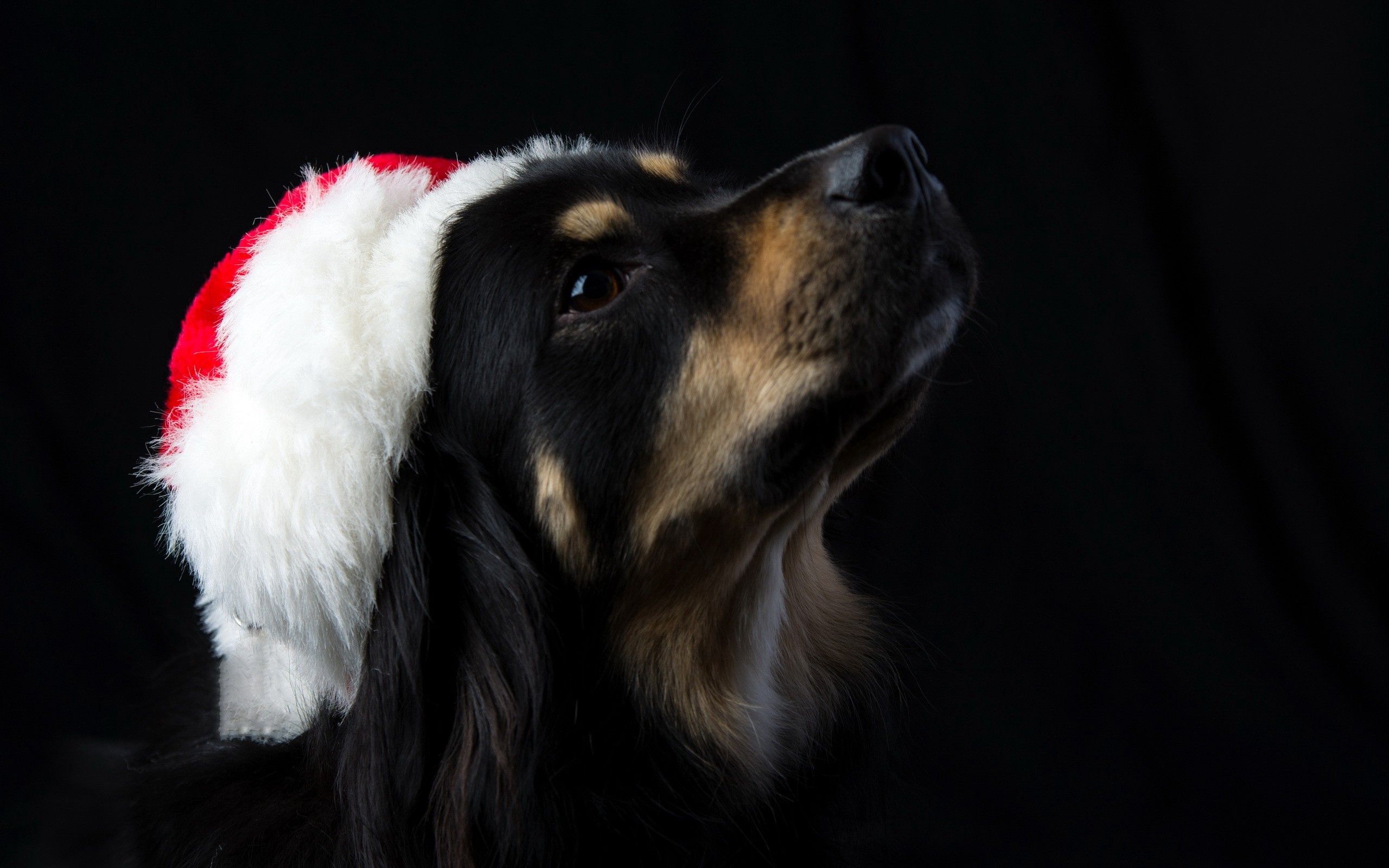 52405 скачать картинку новый год, животные, собака, морда, шапка - обои и заставки бесплатно