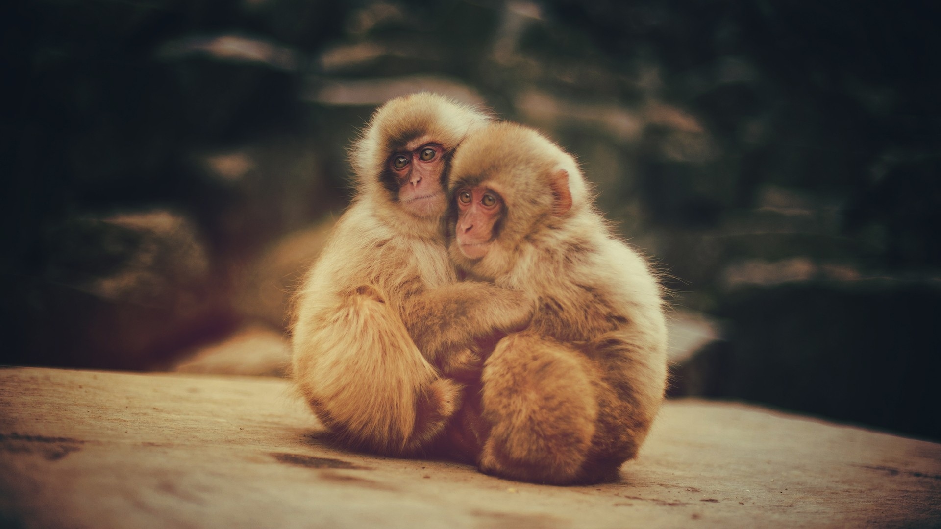 279724 télécharger le fond d'écran animaux, macaque japonais, singes - économiseurs d'écran et images gratuitement