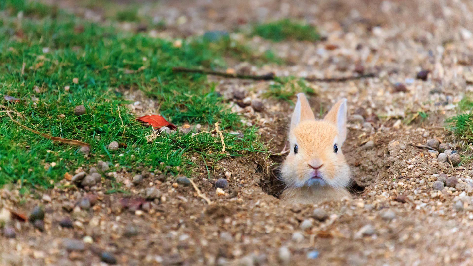 Free download wallpaper Animal, Rabbit, Stare on your PC desktop