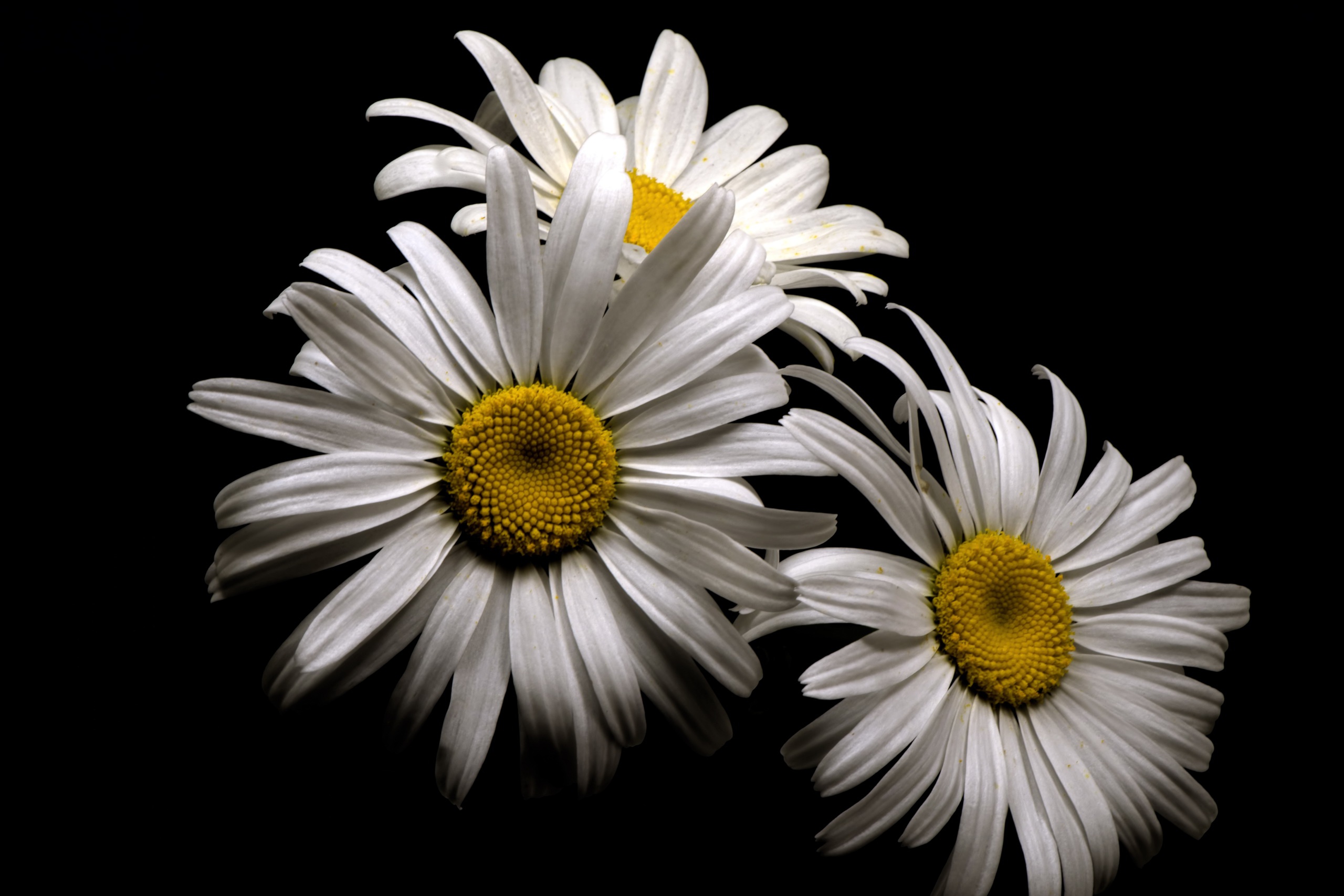 Download mobile wallpaper Flowers, Flower, Earth, Daisy, White Flower for free.