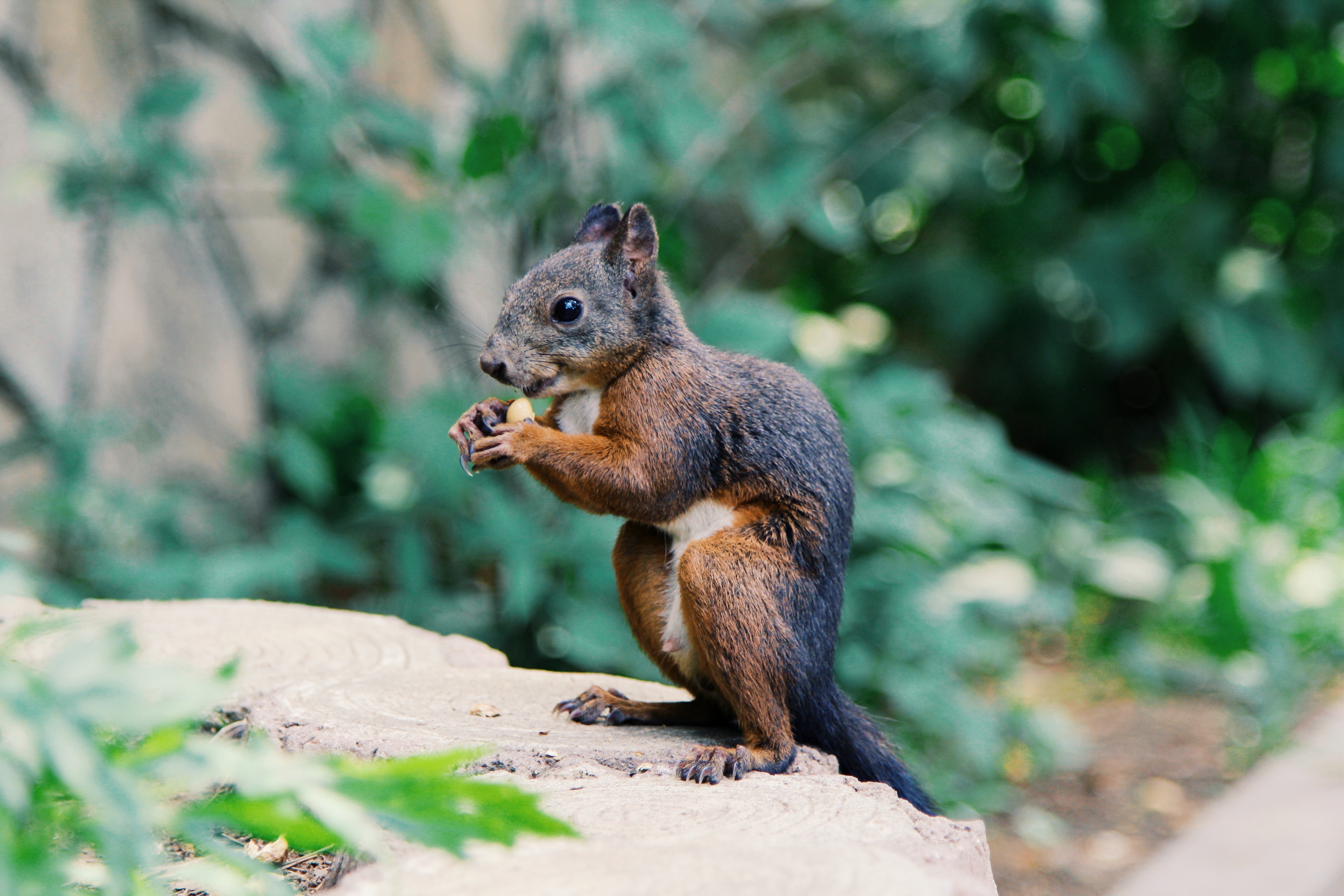 Download mobile wallpaper Rodent, Animals, Food, Squirrel for free.