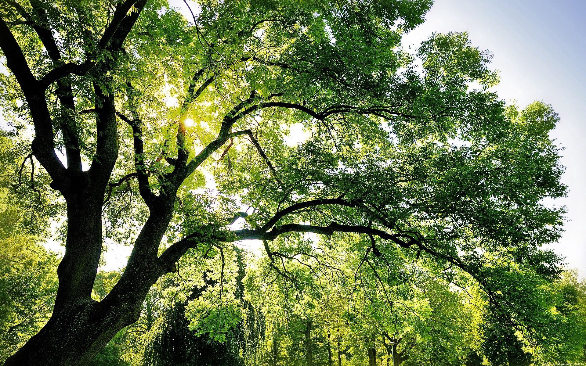 light, branches, nature, sun, green, shine, wood, beams, rays, tree, branch