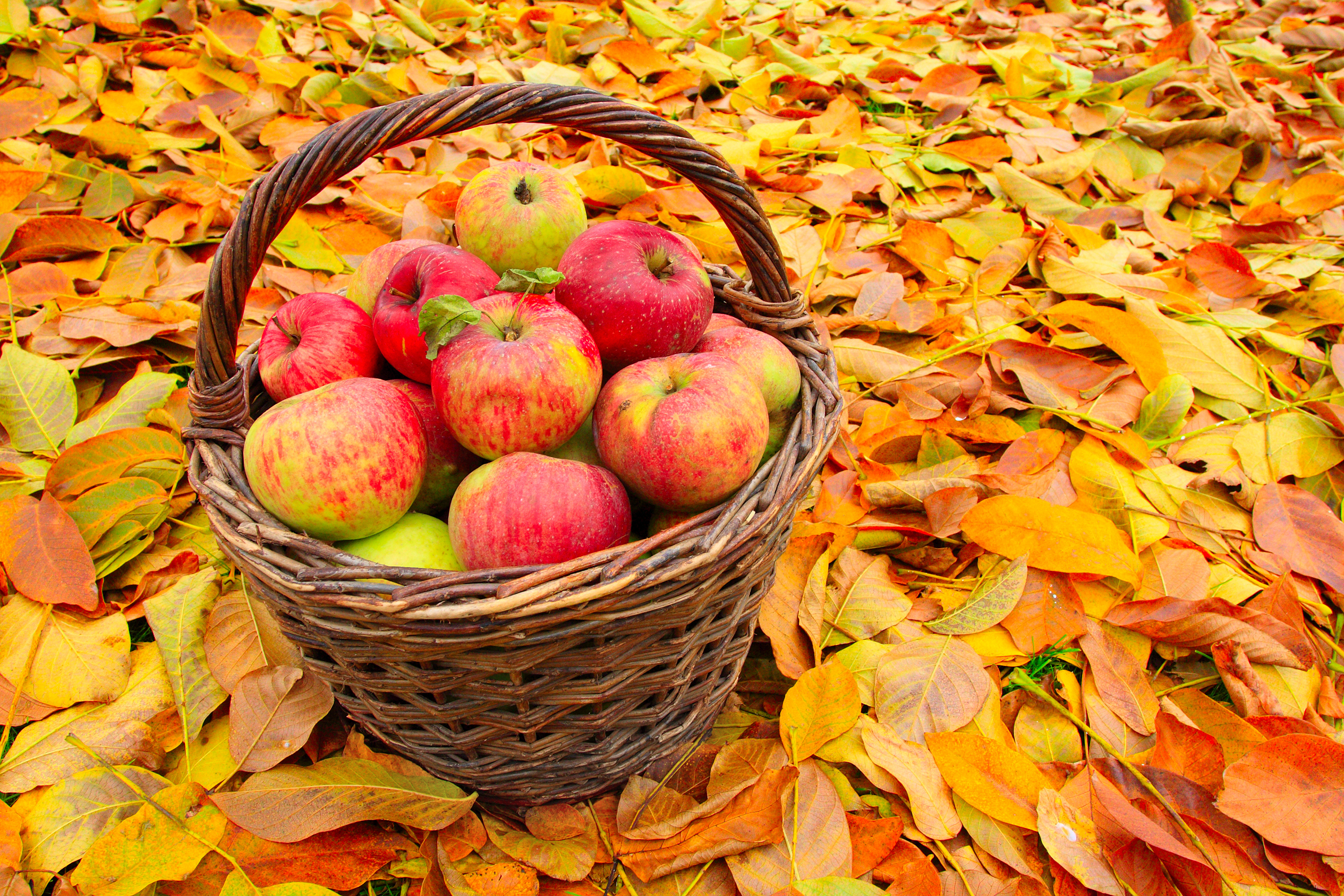 無料モバイル壁紙フルーツ, アップル, 秋, 葉, 果物, バスケット, 食べ物をダウンロードします。