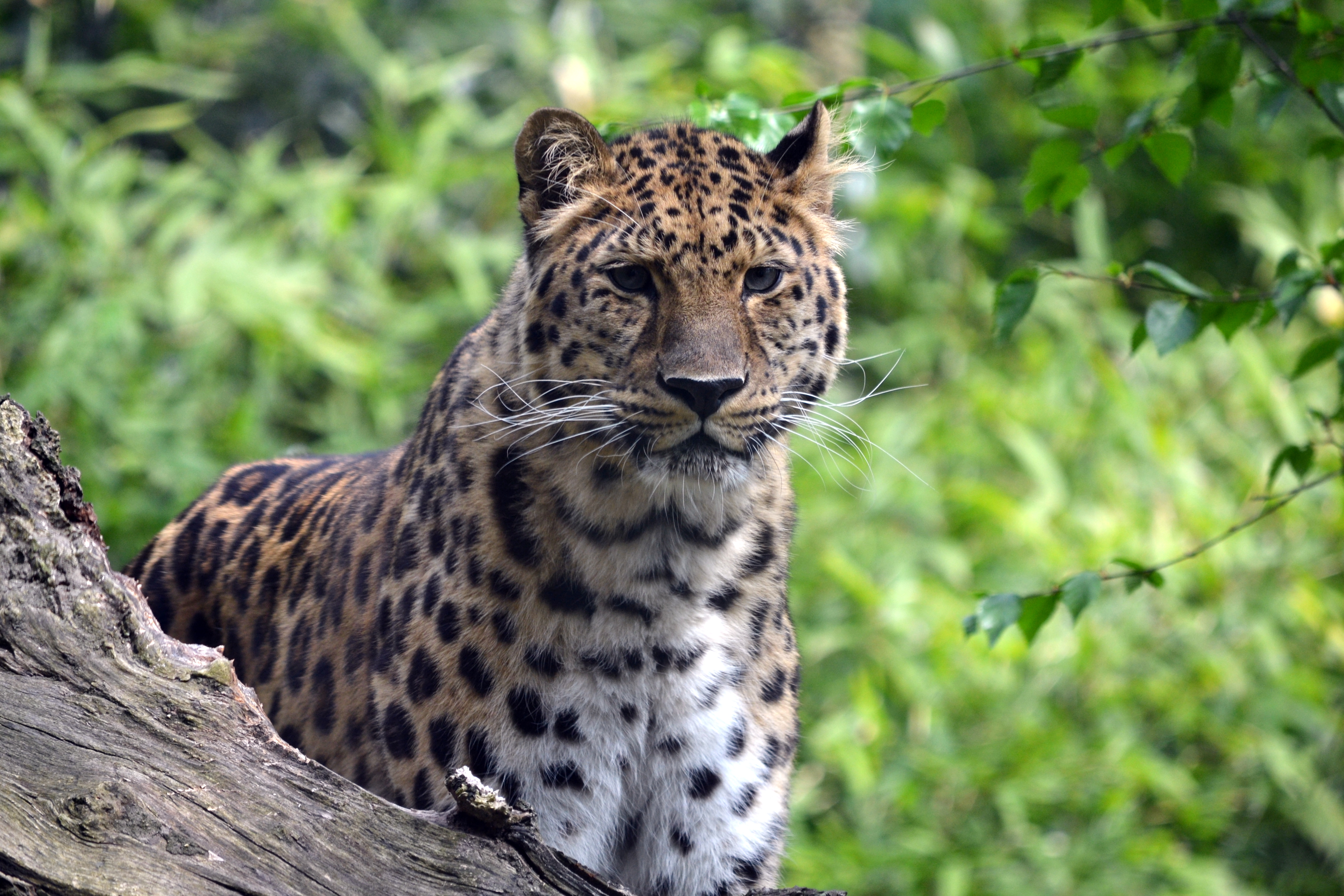 123539 Bild herunterladen tiere, leopard, raubtier, predator, große katze, big cat, wilde natur, wildlife - Hintergrundbilder und Bildschirmschoner kostenlos