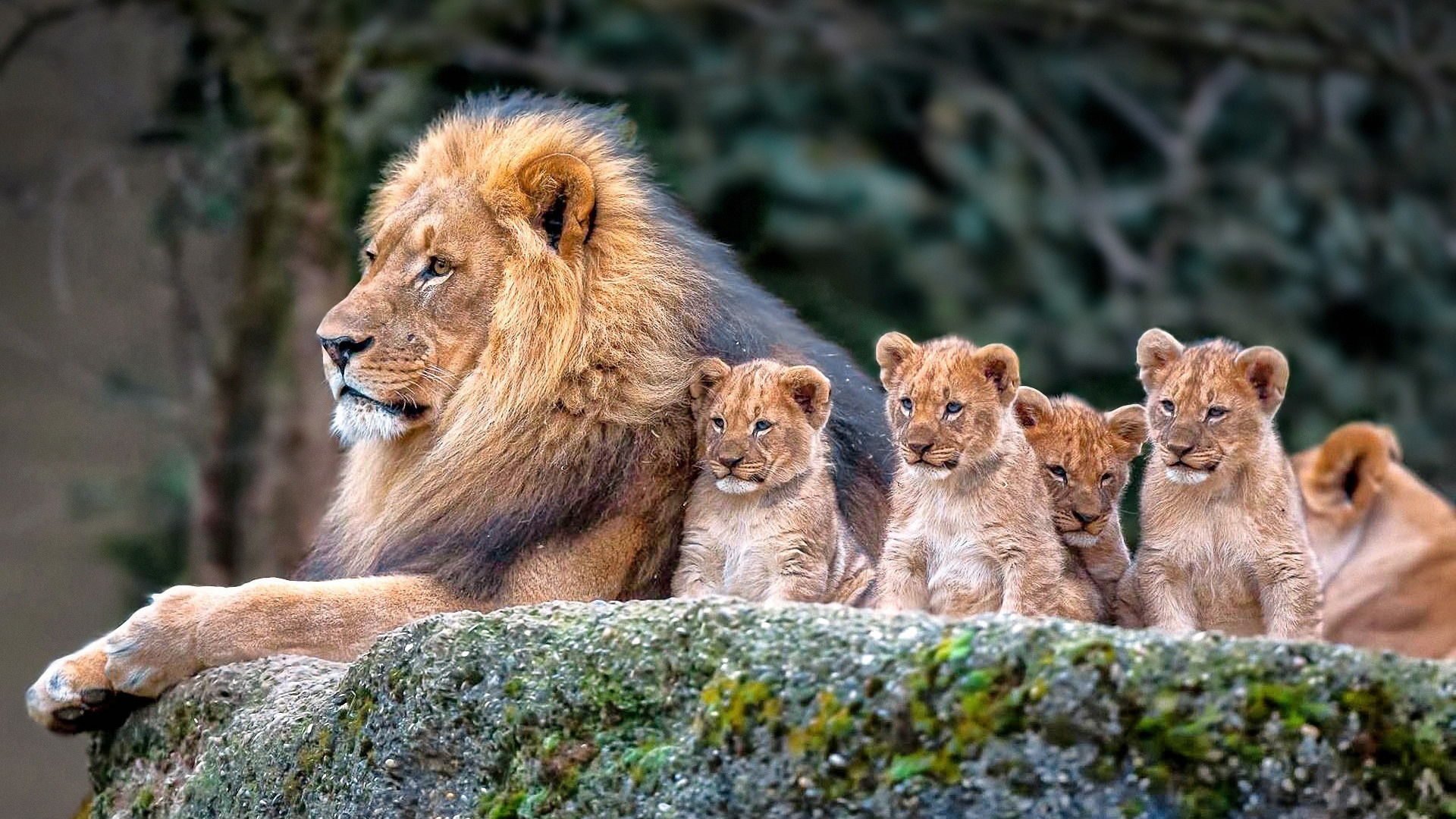 Téléchargez des papiers peints mobile Animaux, Lion, Lionceau, Bébé Animal gratuitement.