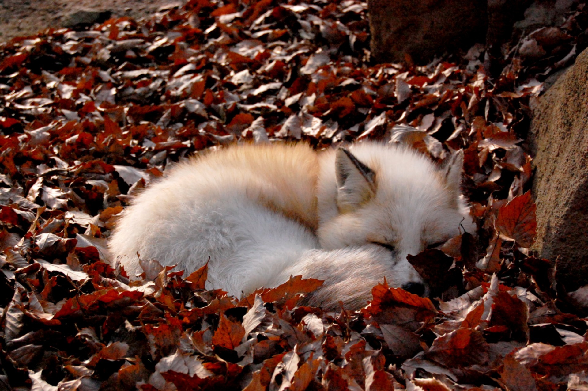 PCデスクトップに動物, 葉, 睡眠, 狐画像を無料でダウンロード