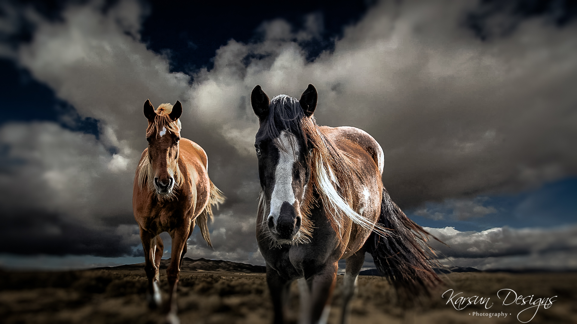 Download mobile wallpaper Animal, Horse for free.