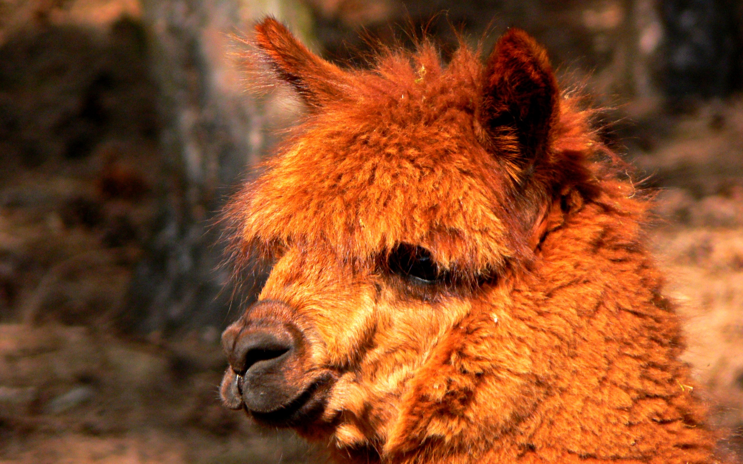 Laden Sie das Tiere, Alpaka-Bild kostenlos auf Ihren PC-Desktop herunter