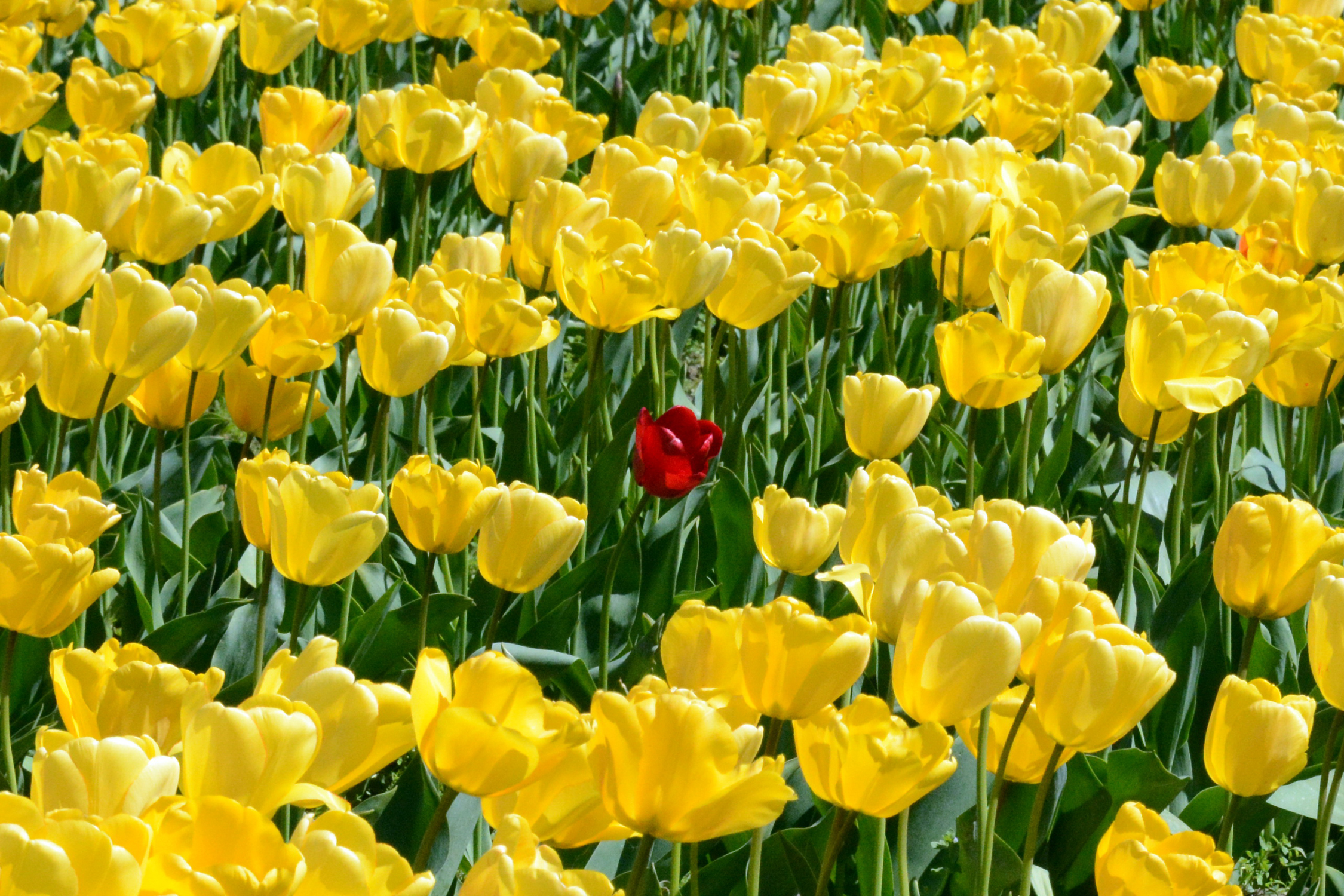 Laden Sie das Natur, Blumen, Sommer, Blume, Tulpe, Gelbe Blume, Rote Blume, Erde/natur-Bild kostenlos auf Ihren PC-Desktop herunter