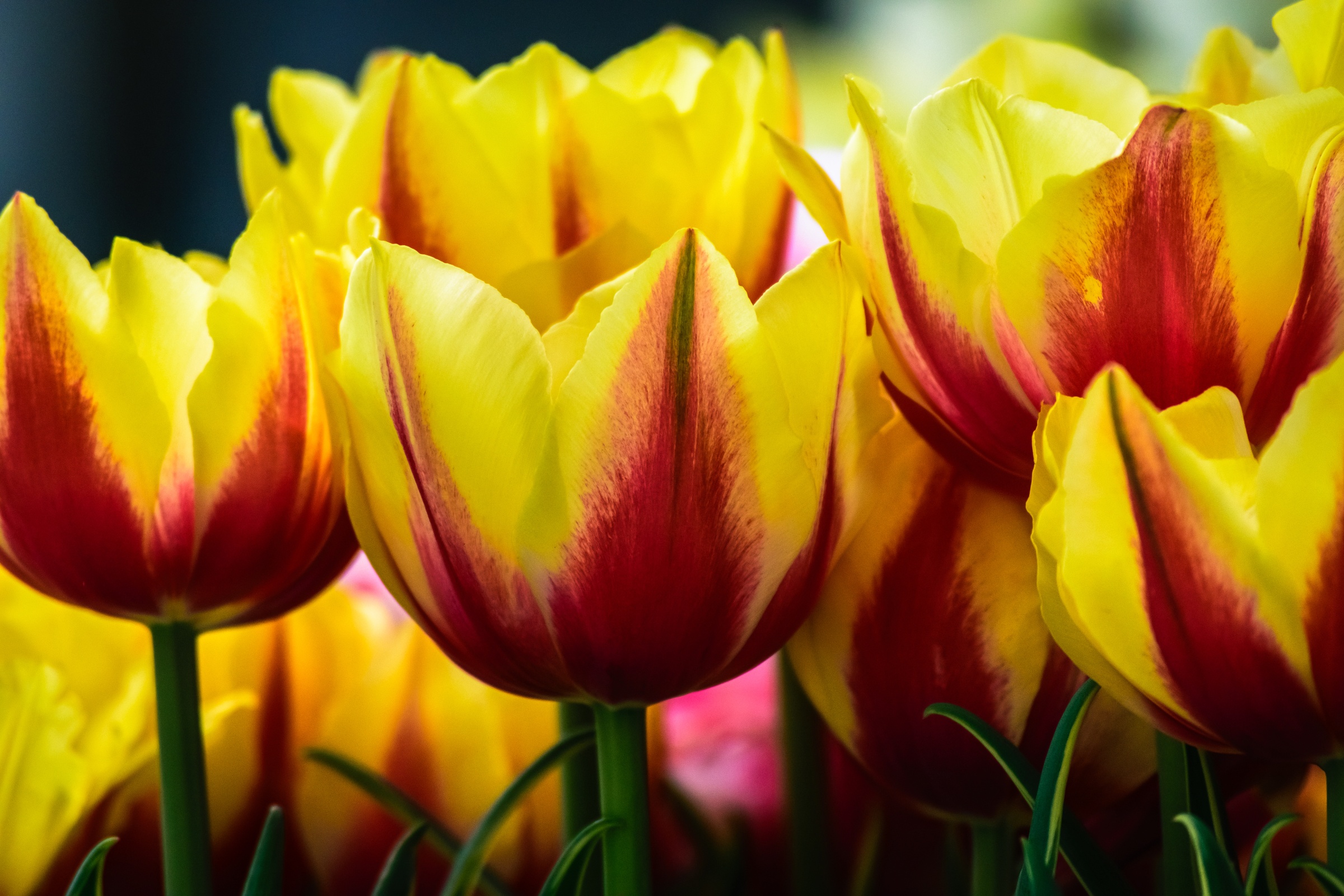 Free download wallpaper Nature, Flowers, Flower, Earth, Tulip on your PC desktop