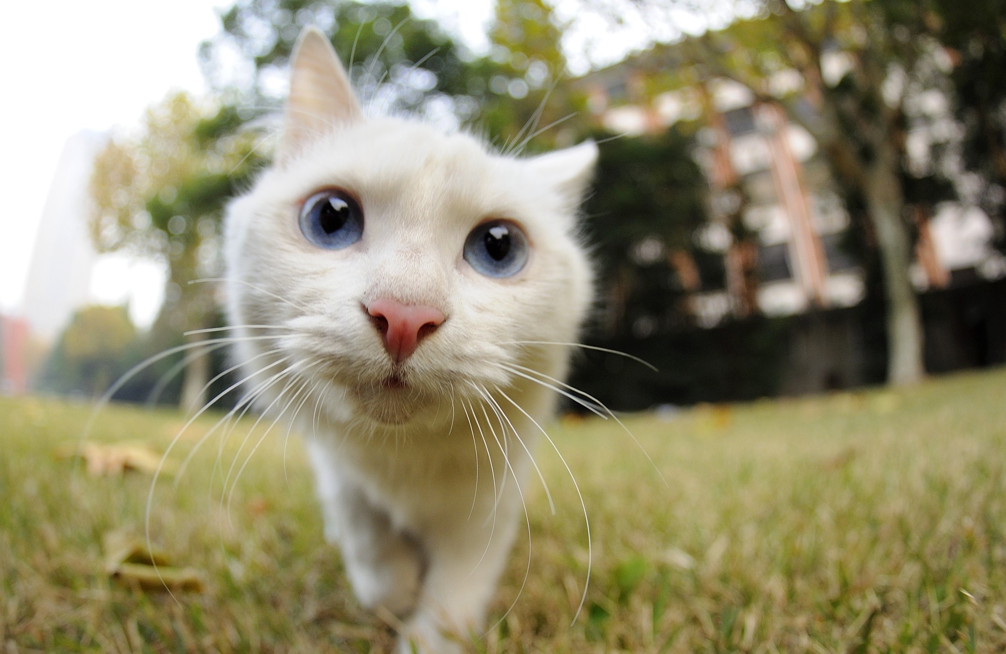 無料モバイル壁紙動物, ネコ, 猫をダウンロードします。