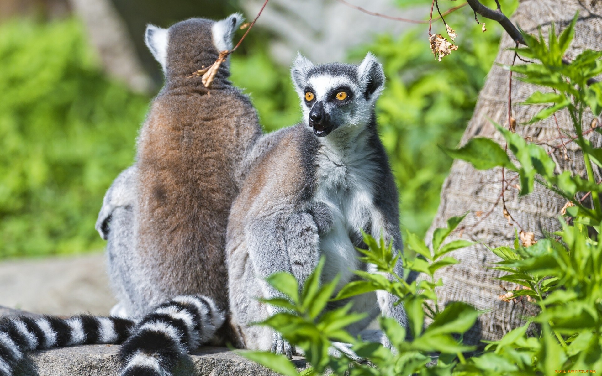 Free download wallpaper Monkeys, Animal, Lemur on your PC desktop