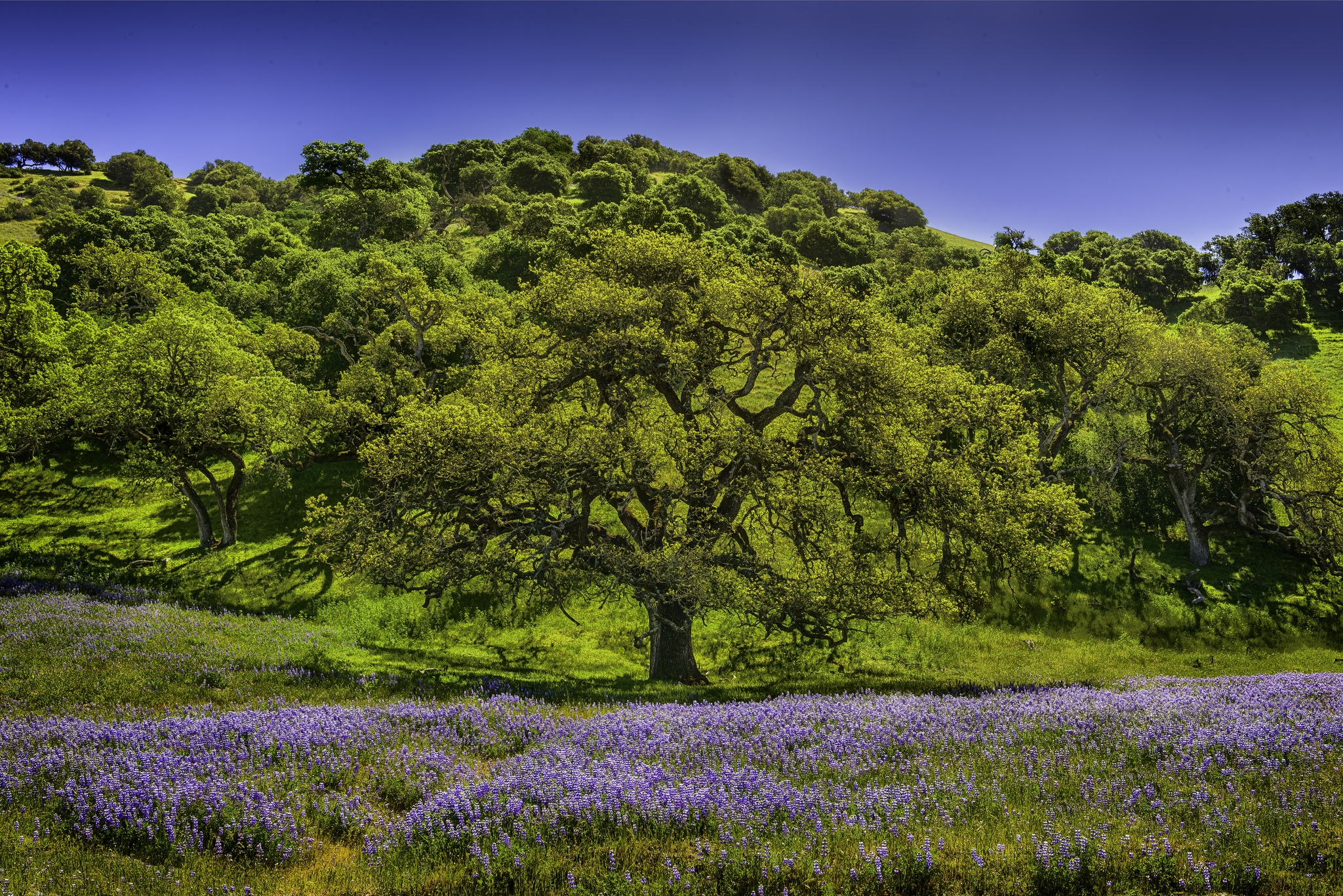 PCデスクトップに草原, ルピナス, ルパン, 牧草地, 自然, 木, フラワーズ画像を無料でダウンロード