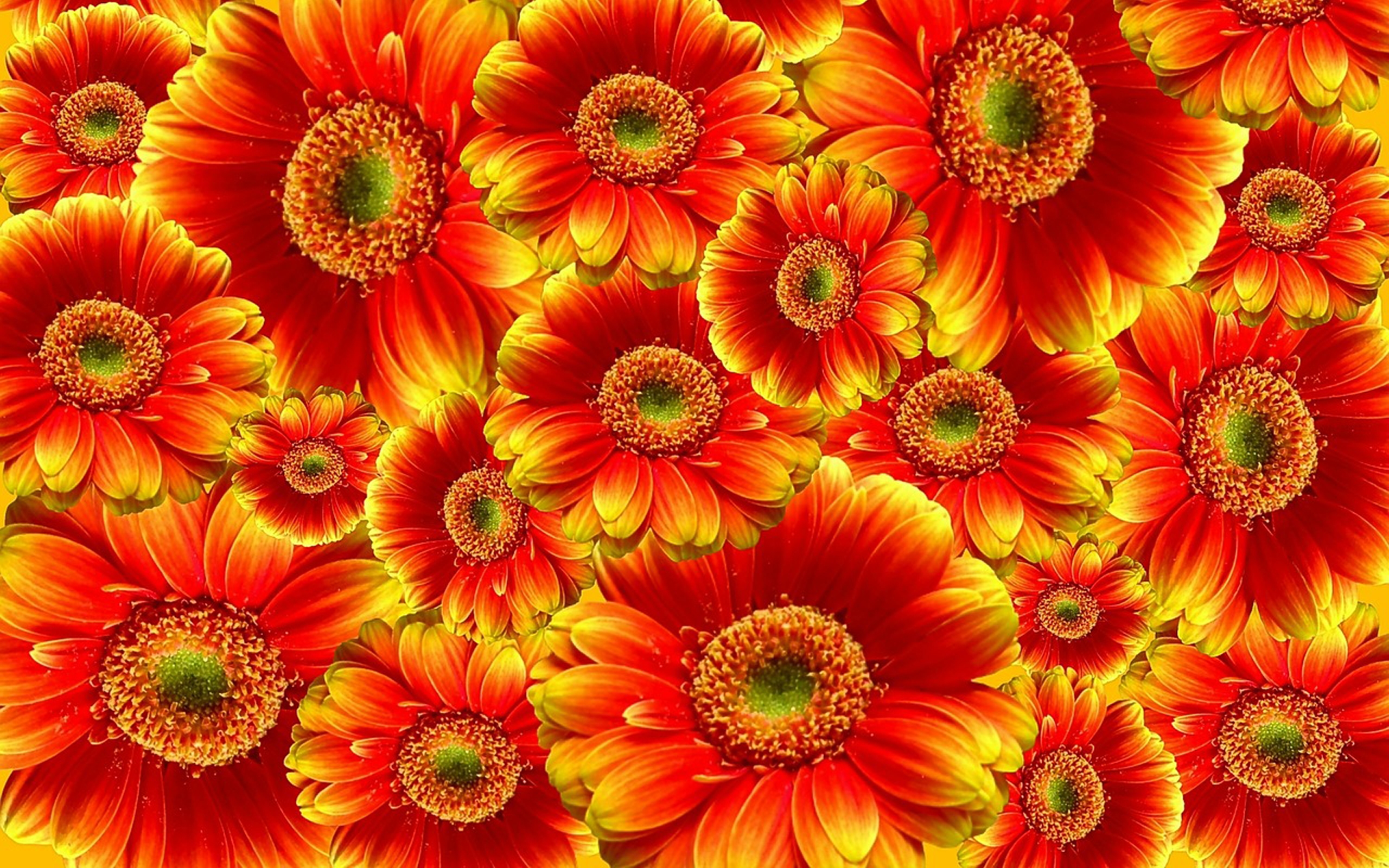 Handy-Wallpaper Blumen, Gerbera, Blume, Erde/natur, Orangene Blume kostenlos herunterladen.