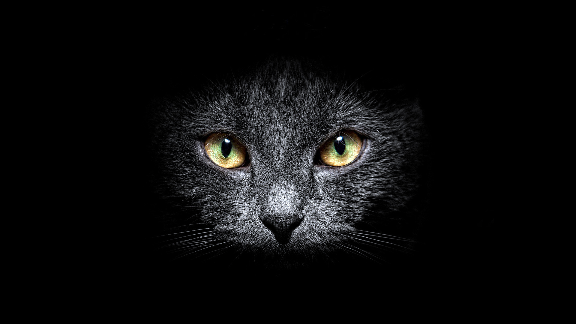 Download mobile wallpaper Cat, Animal for free.