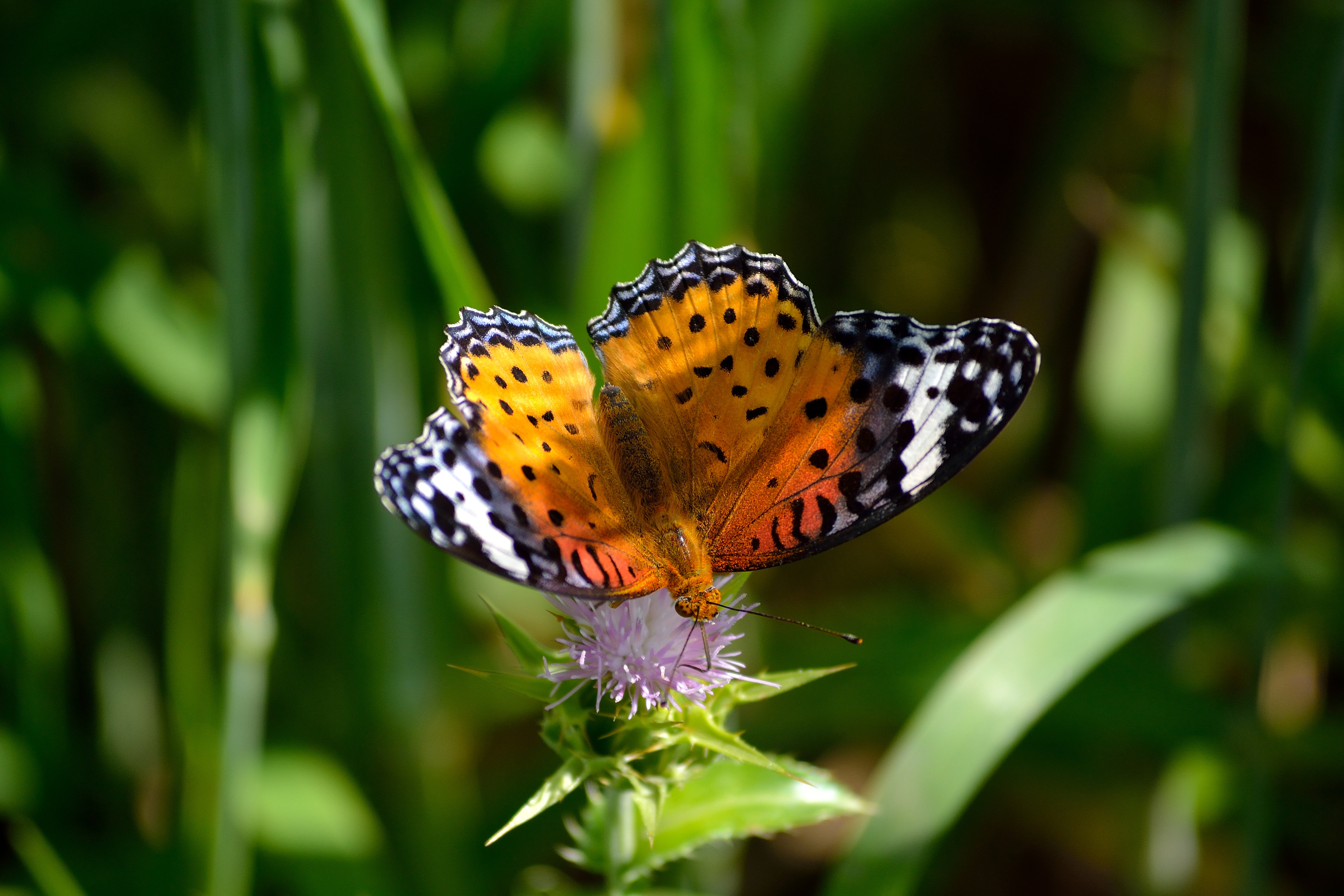 Free download wallpaper Grass, Flower, Macro, Wings, Patterns, Butterfly on your PC desktop