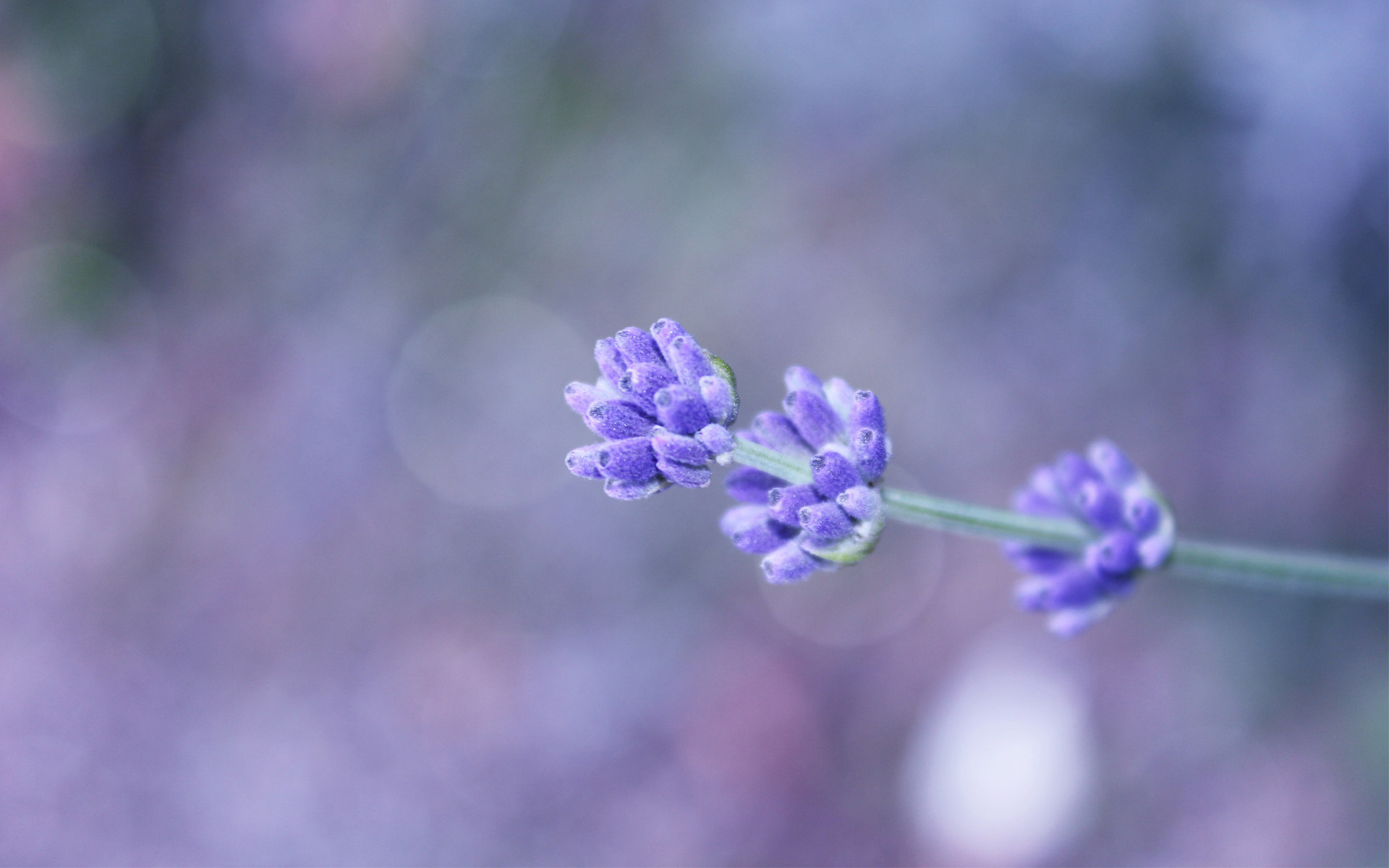 Handy-Wallpaper Blumen, Blume, Erde/natur kostenlos herunterladen.