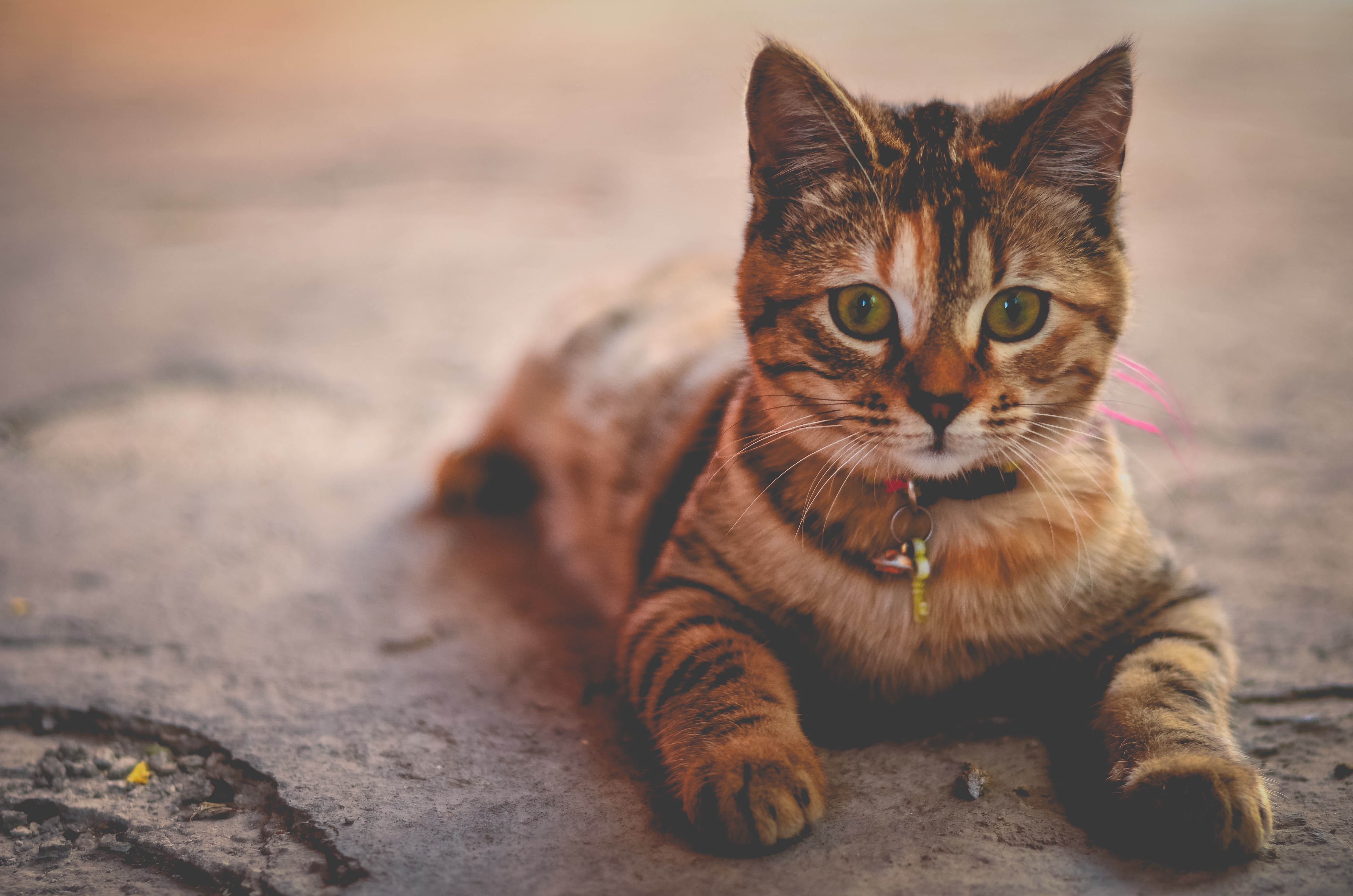 Baixe gratuitamente a imagem Animais, Gatos, Gato na área de trabalho do seu PC