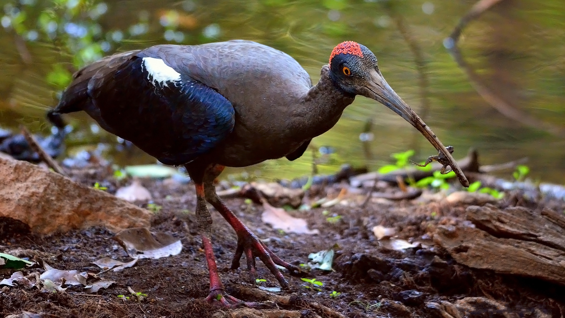 357419 Bild herunterladen tiere, ibis, rotnacken ibis, vögel - Hintergrundbilder und Bildschirmschoner kostenlos