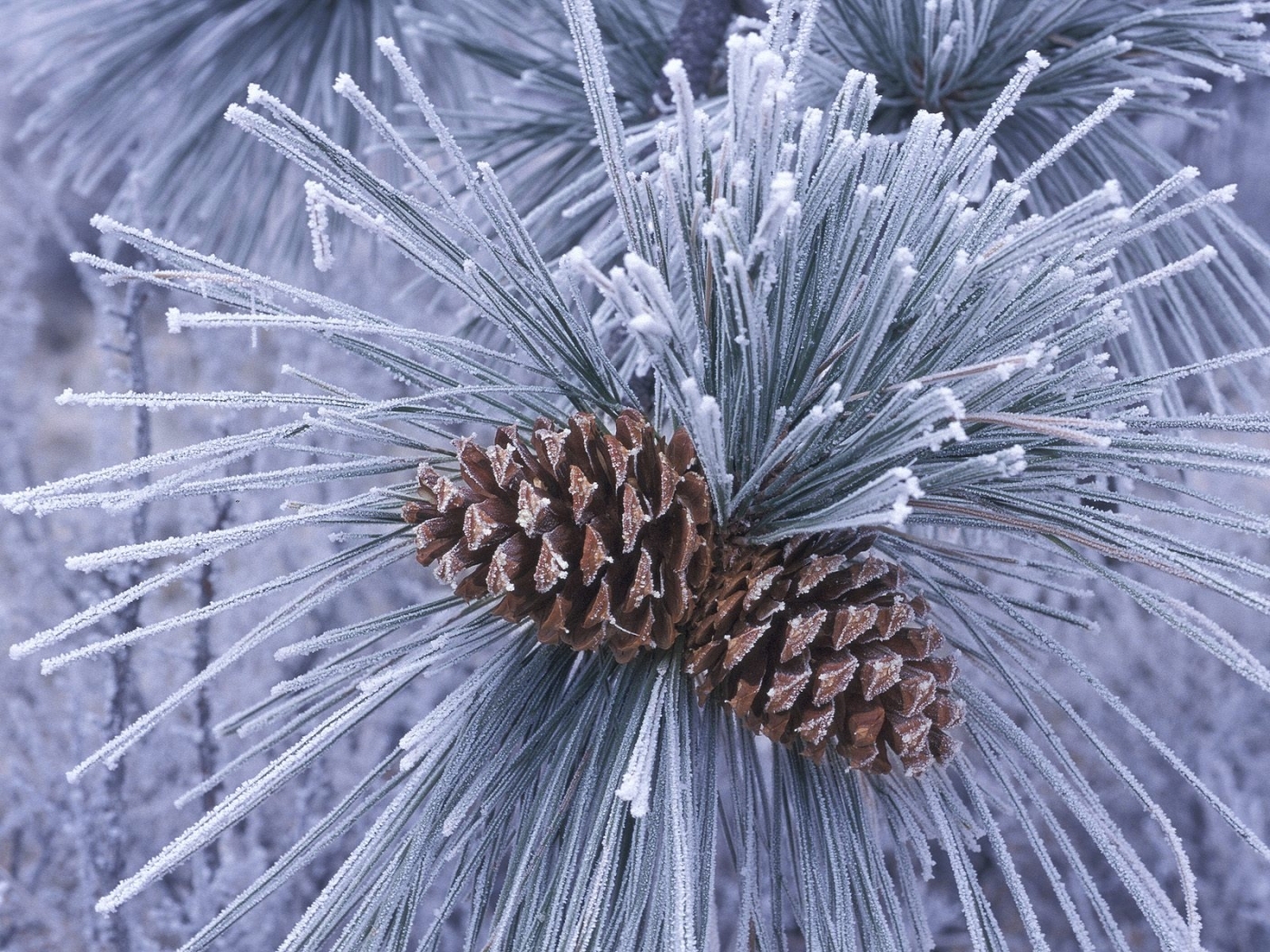 winter, plants, trees, cones, pine, blue Full HD