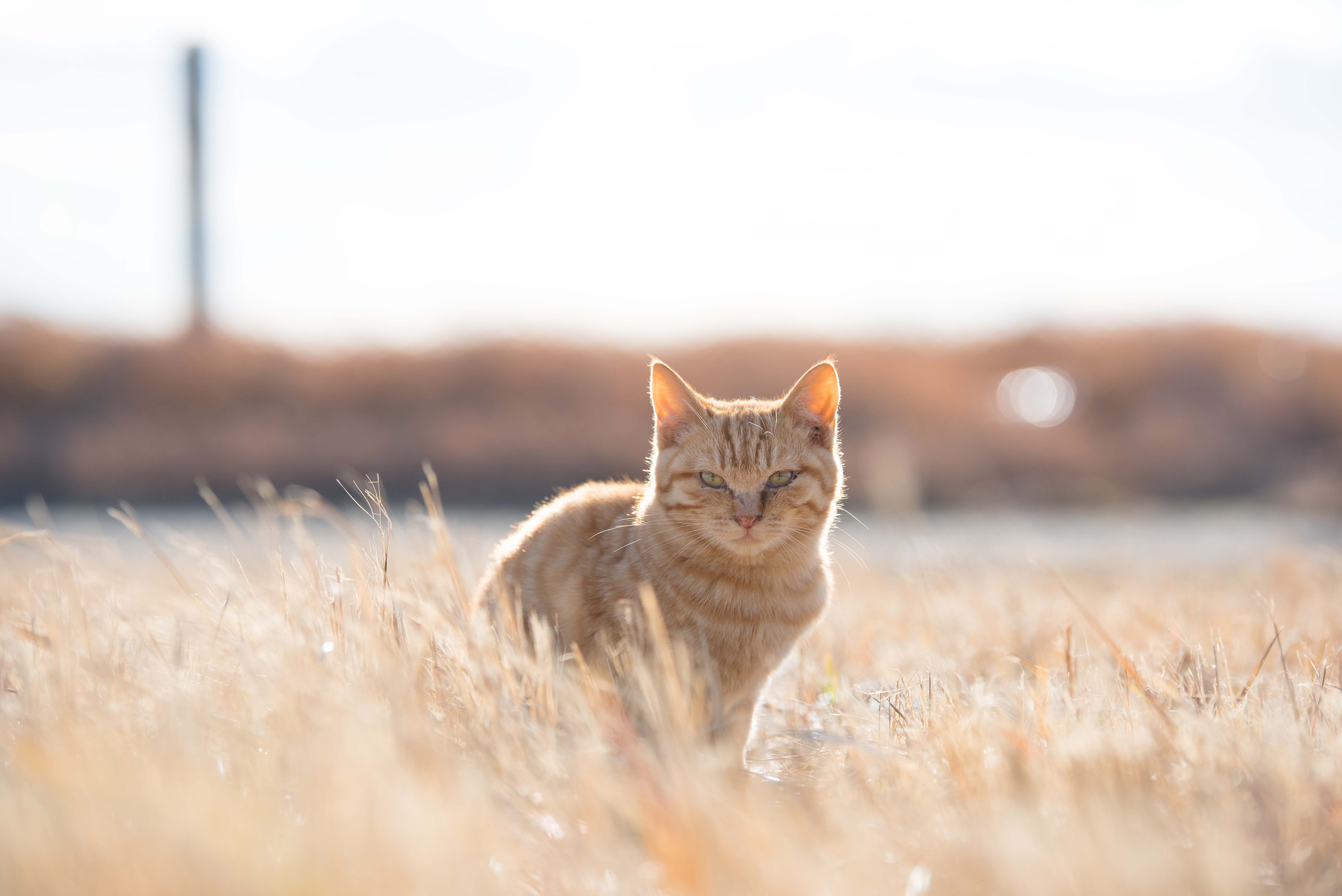 Handy-Wallpaper Tiere, Katzen, Katze, Starren, Tiefenschärfe kostenlos herunterladen.