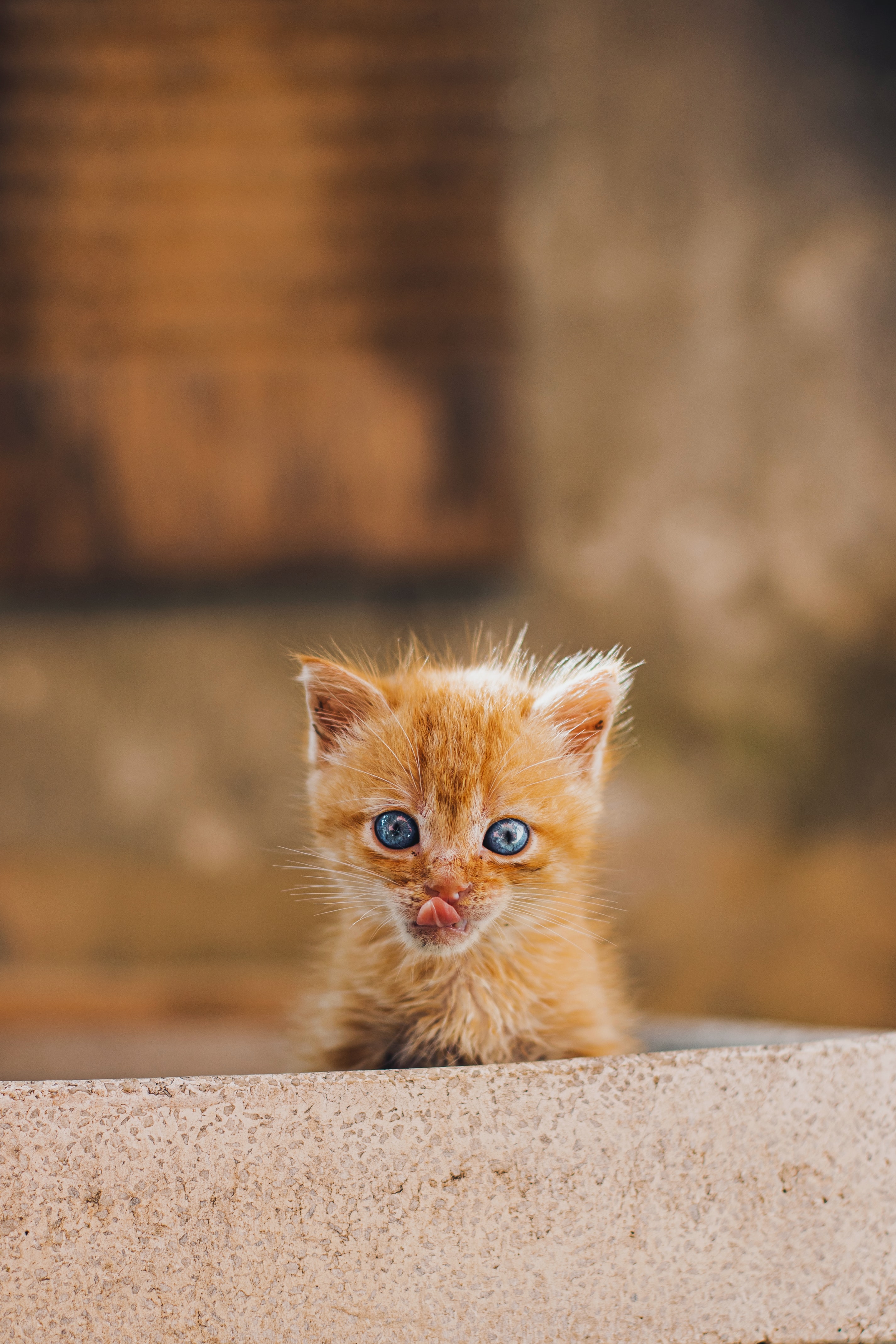 sweetheart, animals, red, kitty, kitten, nice, protruding tongue, tongue stuck out, redhead wallpaper for mobile