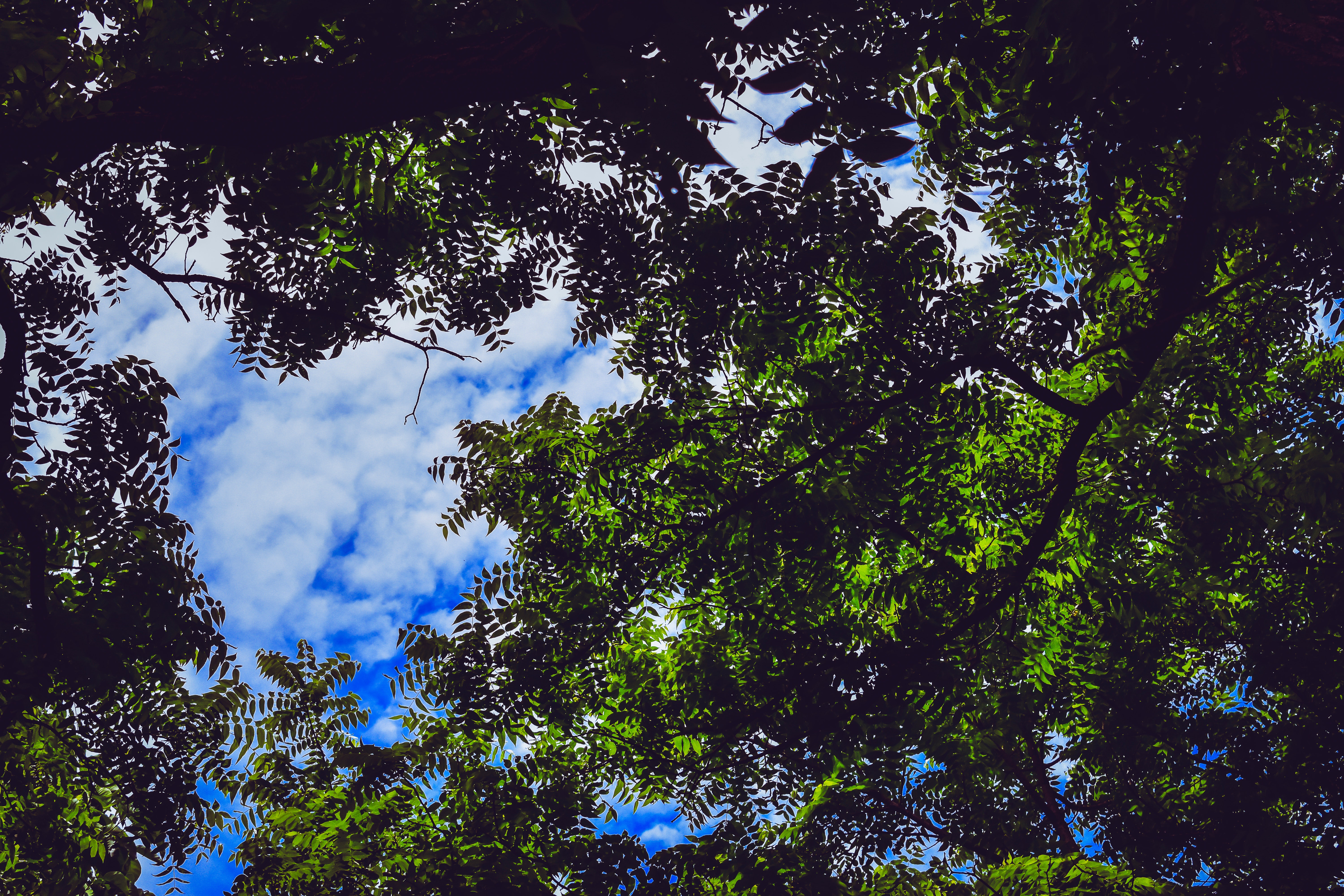 Скачать обои бесплатно Небо, Дерево, Природа, Ветки, Листья картинка на рабочий стол ПК
