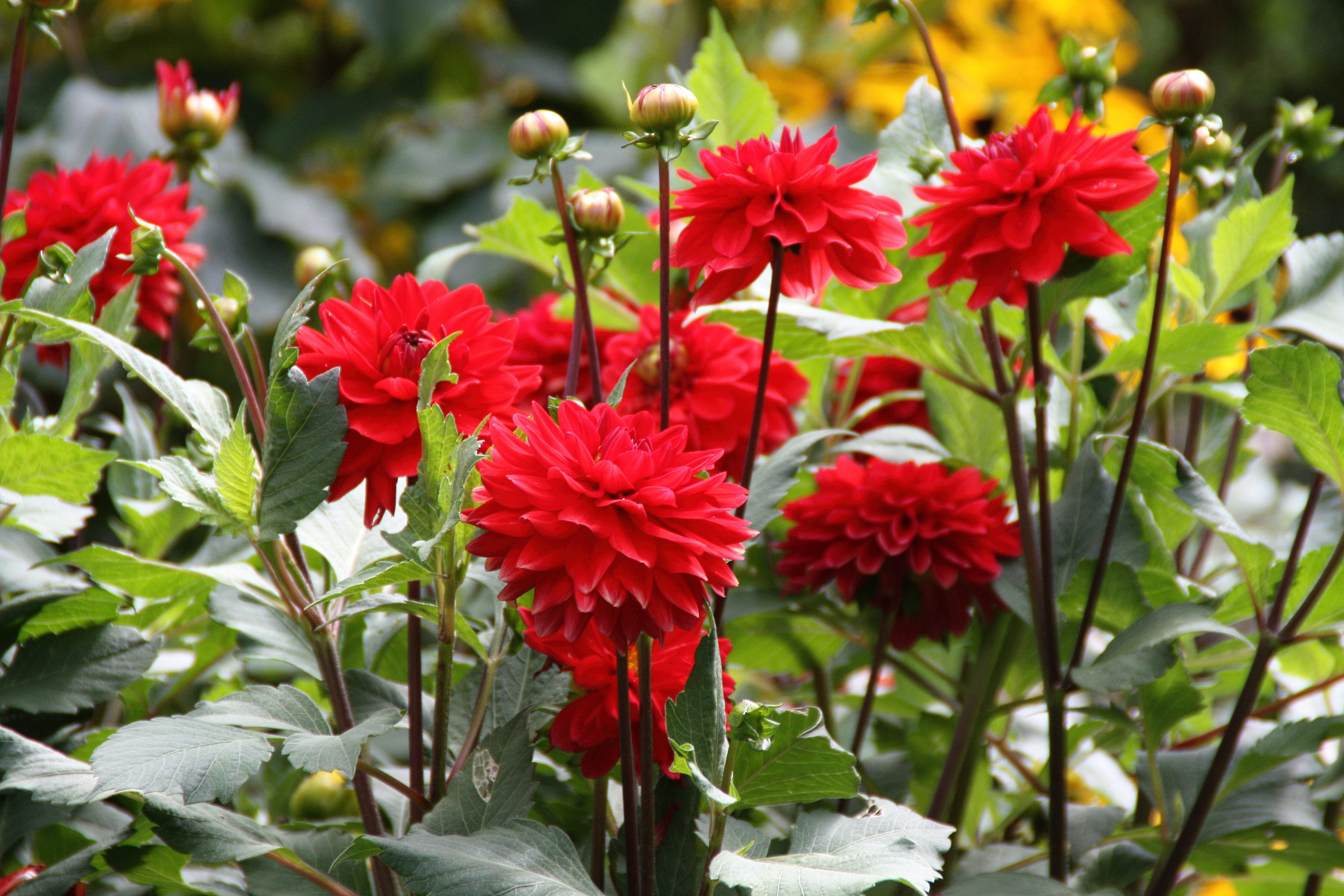 Descarga gratis la imagen Flores, Flor, Tierra/naturaleza en el escritorio de tu PC