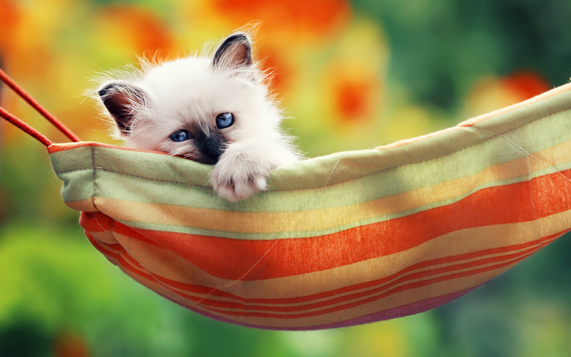 Download mobile wallpaper Cats, Cat, Animal for free.