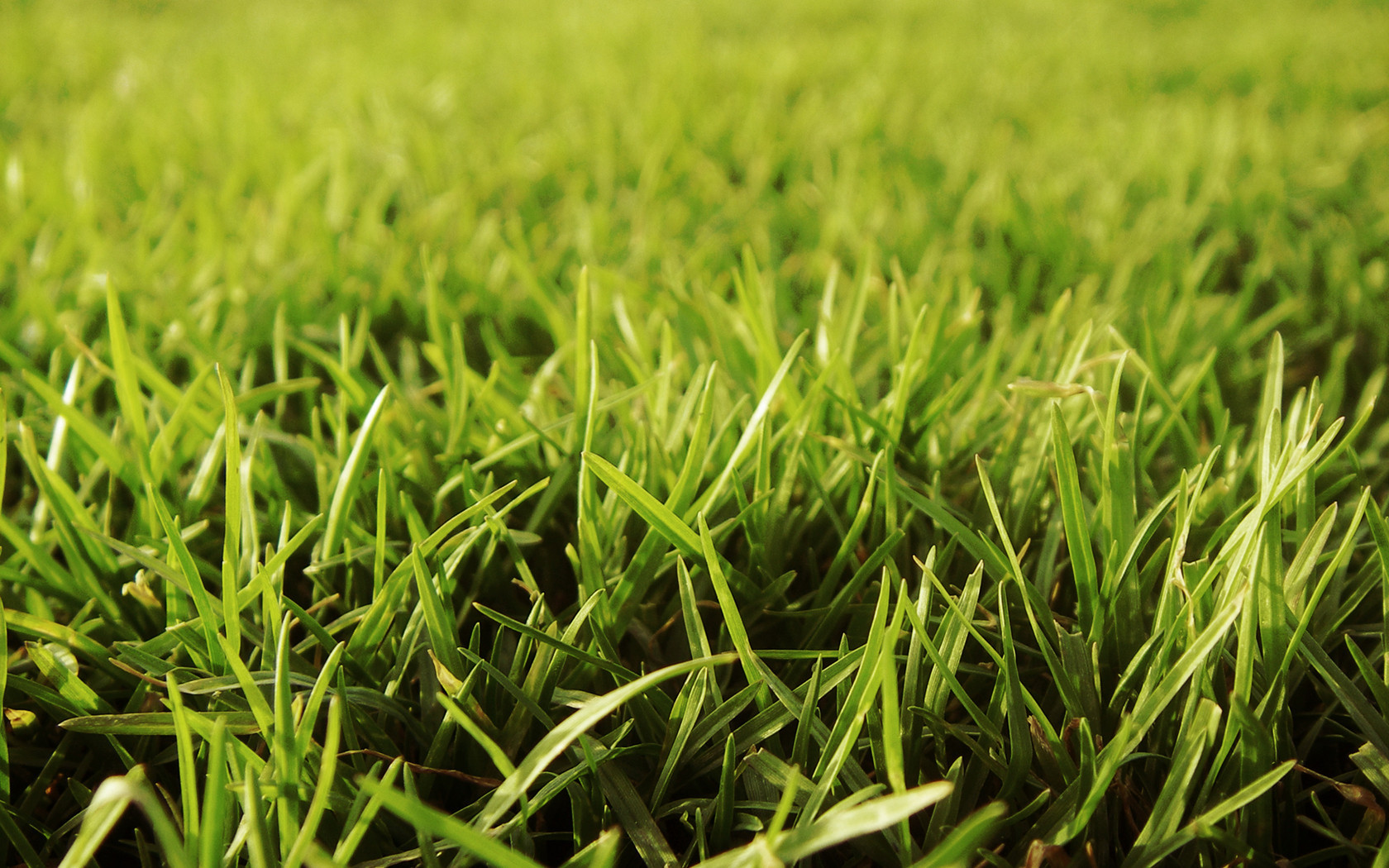 Download mobile wallpaper Grass, Earth for free.